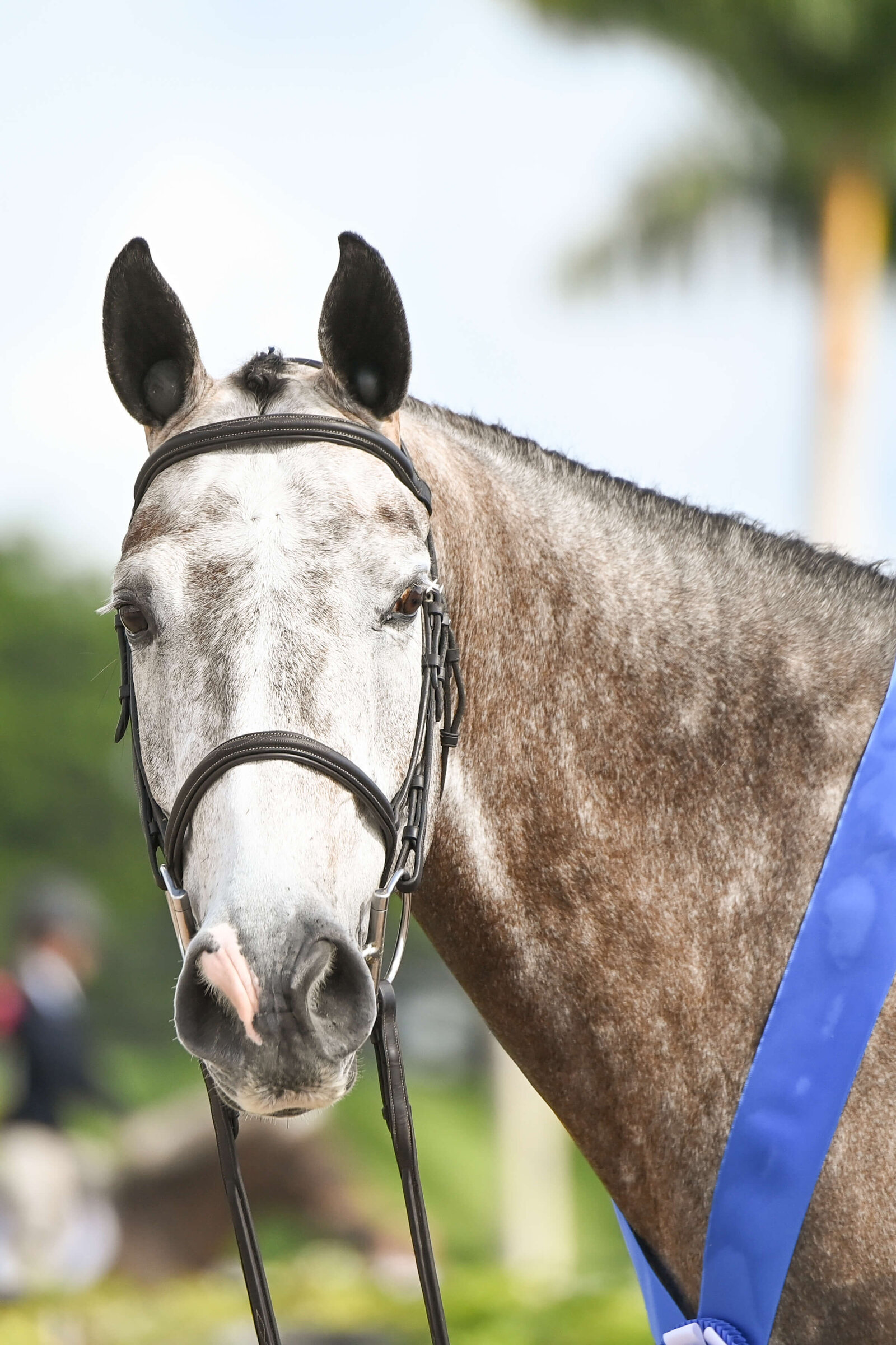 wellington horse show photography of a grey horse posing with a blue ribbon sash