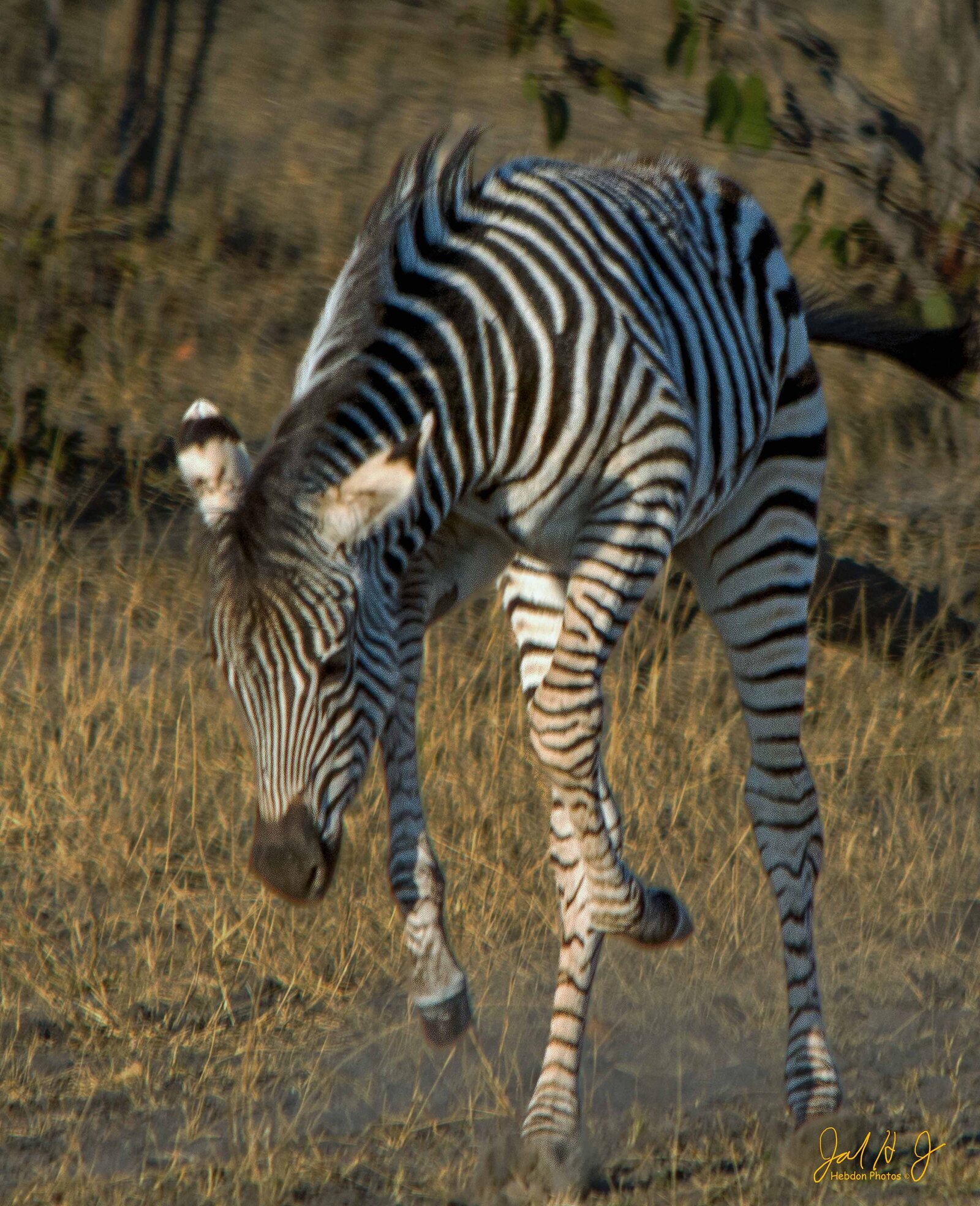 2015 Zebra (1)