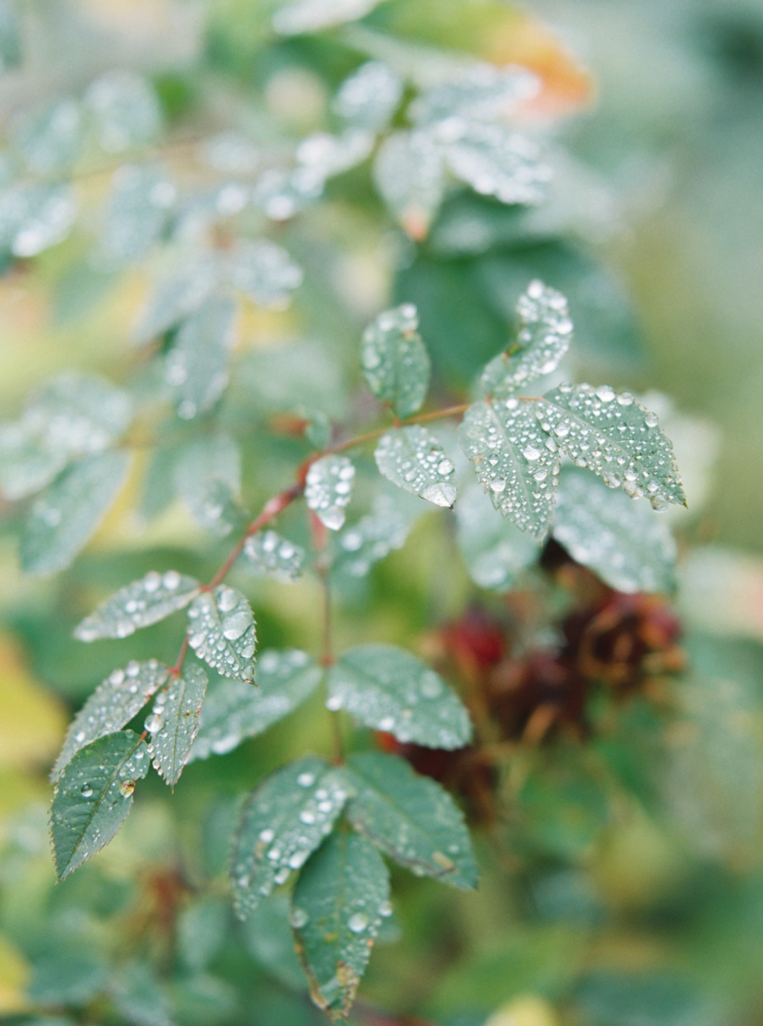 Screen Shot 2020-12-20 at 11.58.33 AM