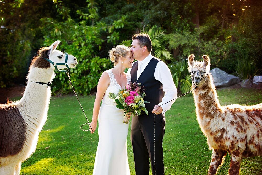 wedding-llamas-central-coast
