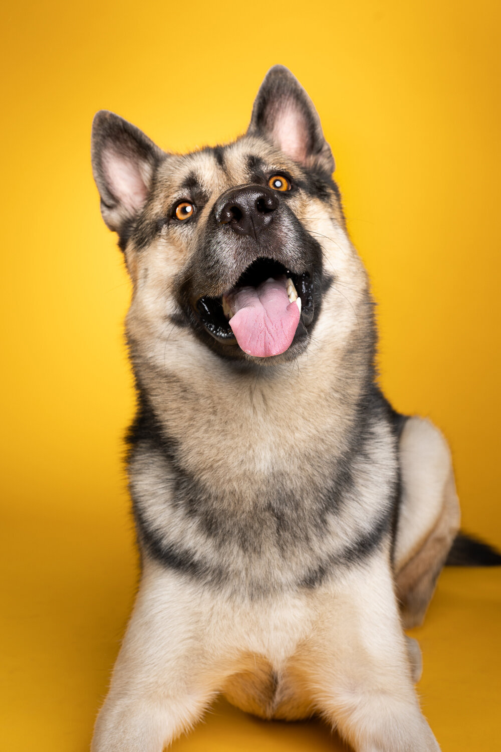 001_20250217_PrettyPaws_Odin
