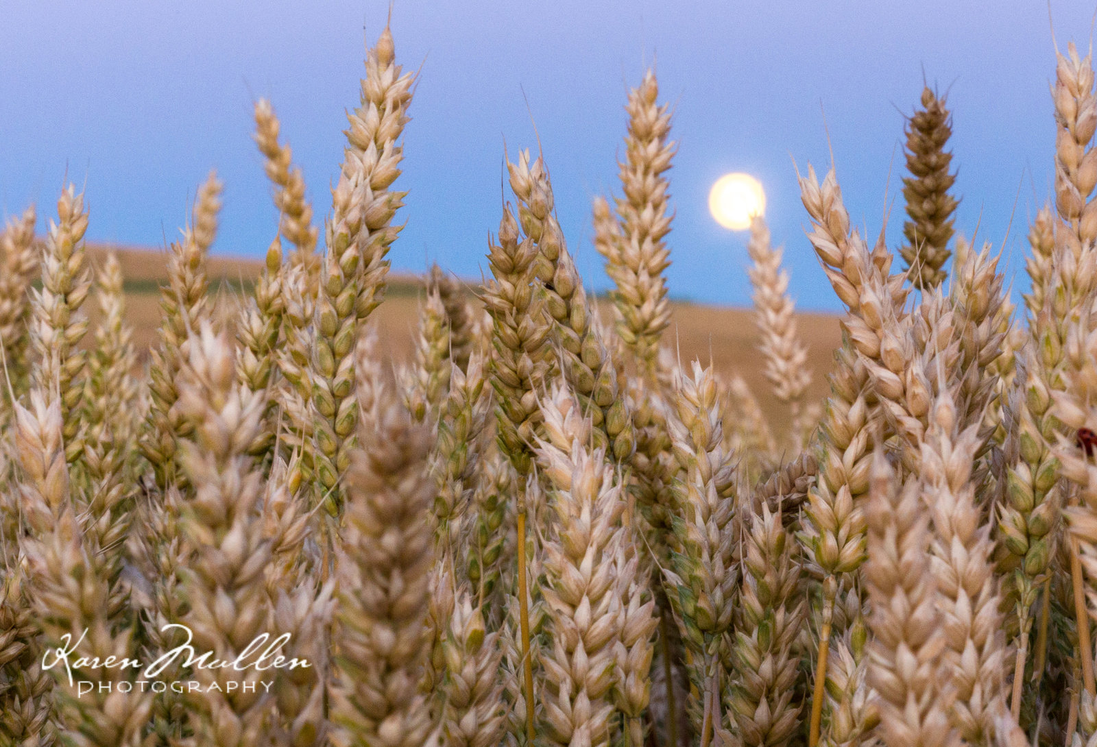 Moon and wheat