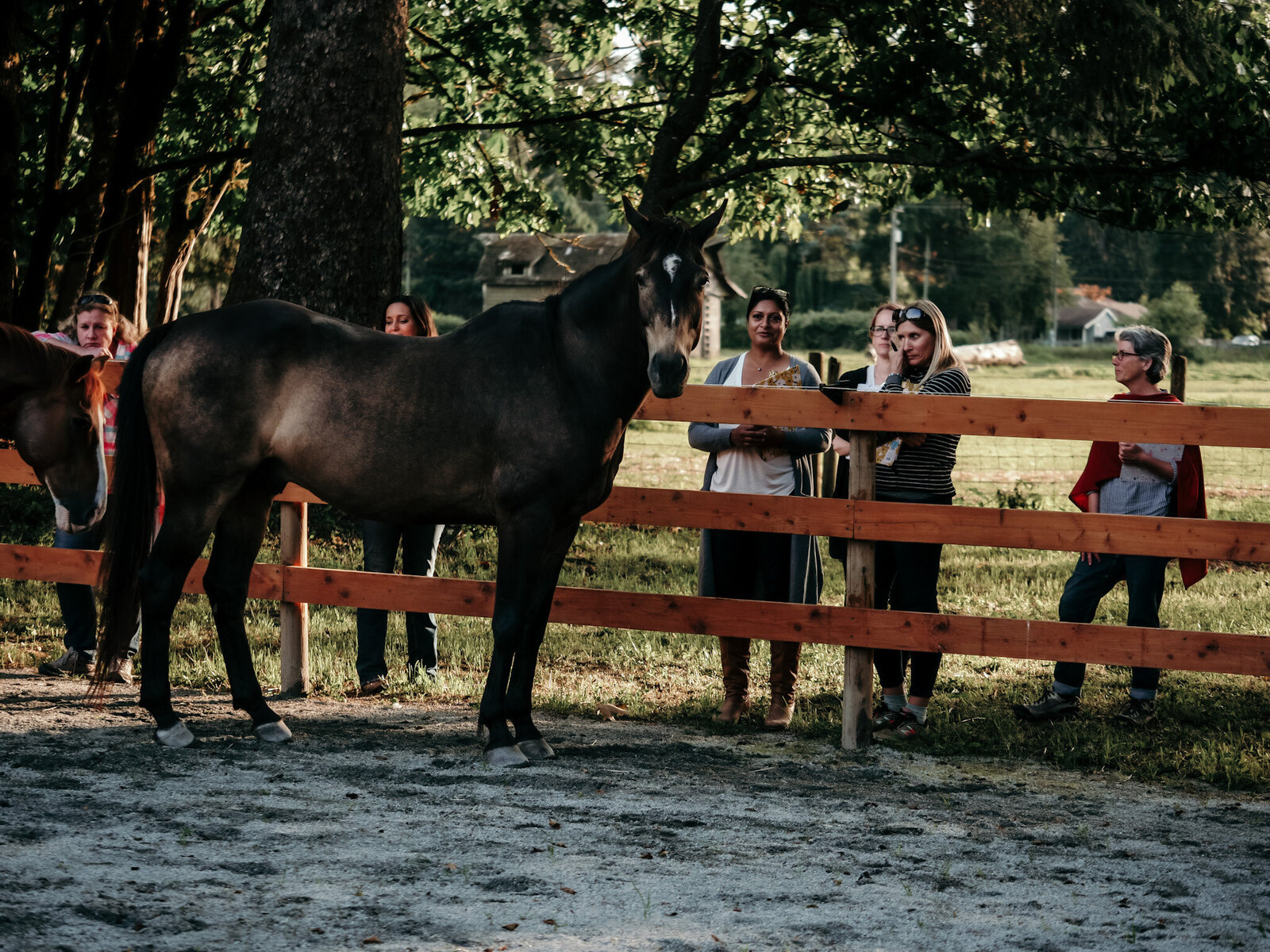 Nafissa and the Herd with a Client