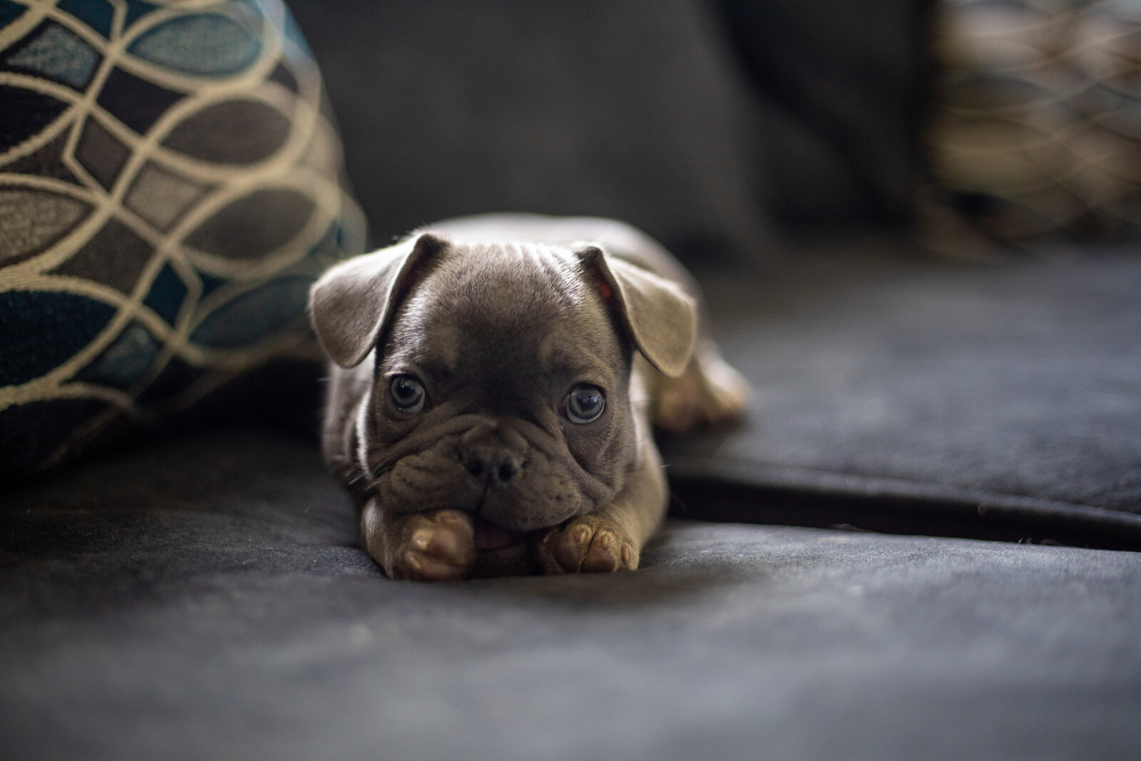 Aunt Susans Puppy Luna by Madi Taylor Photo-8