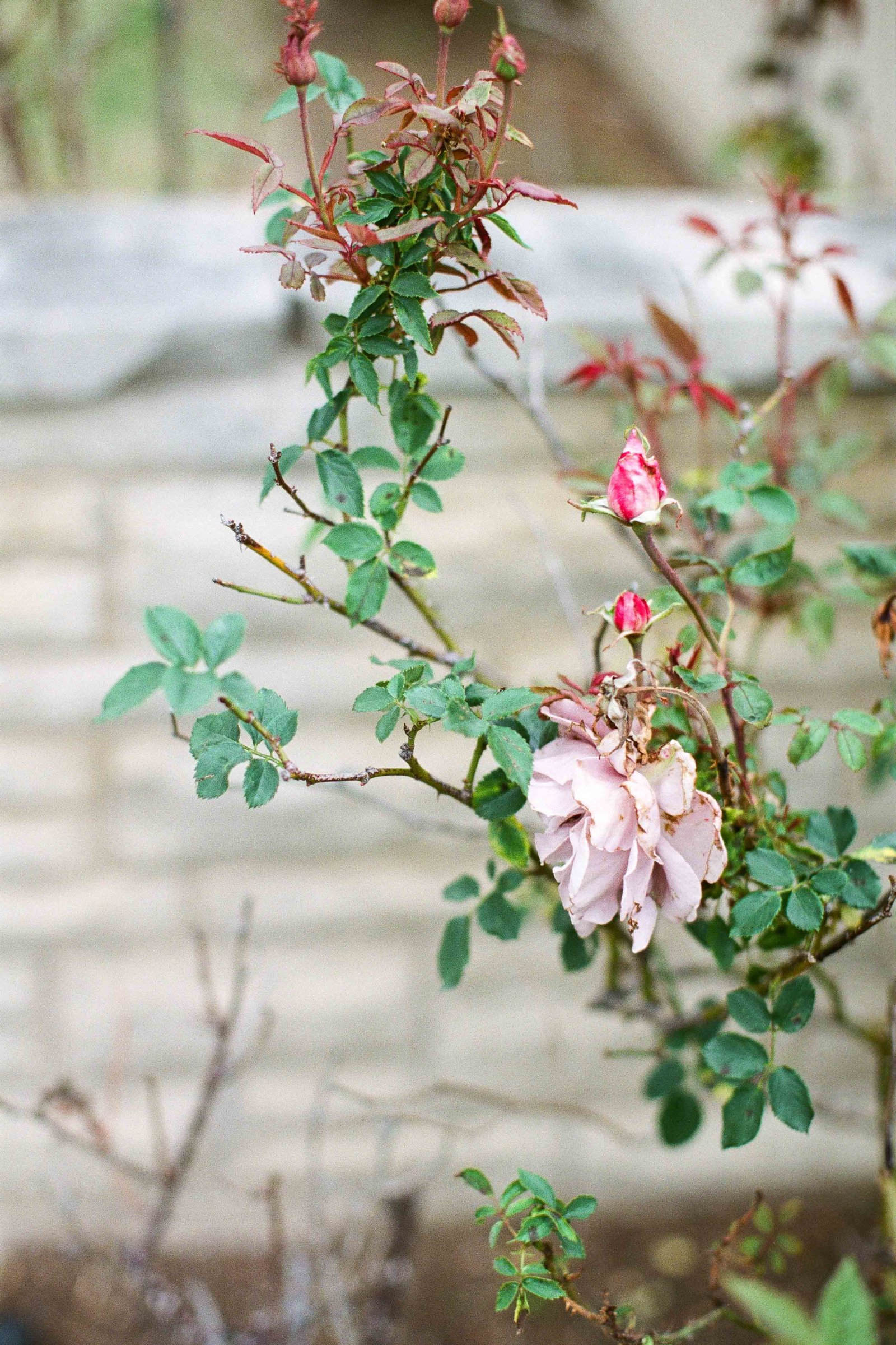 Fort Worth fine art wedding photographer-145