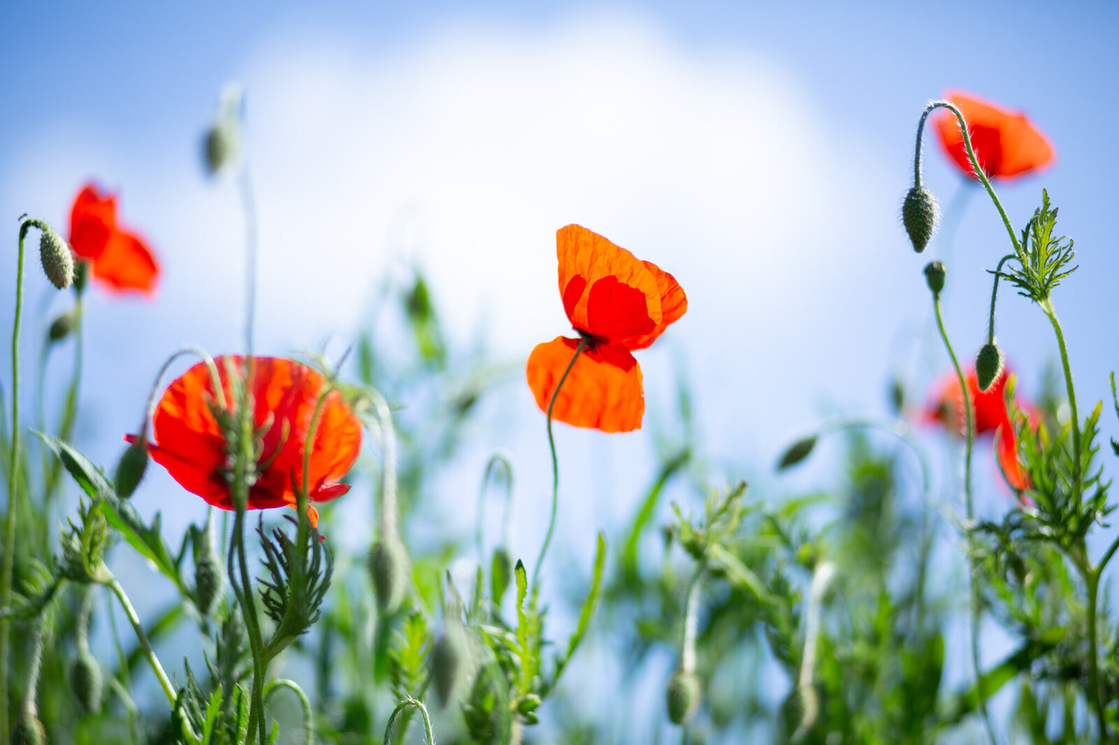 fine_art_photographer _075