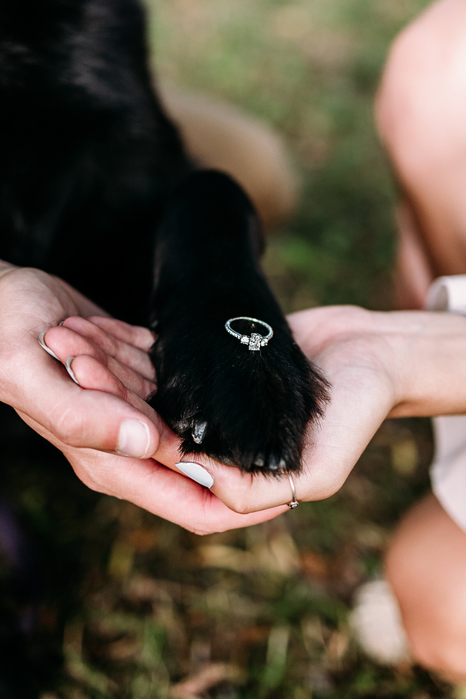 Detail shot of engagement ring sitting on top of the couple's pet dogs paw