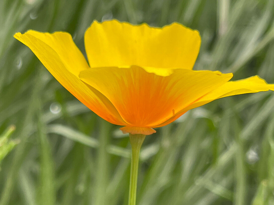 Yellow flower