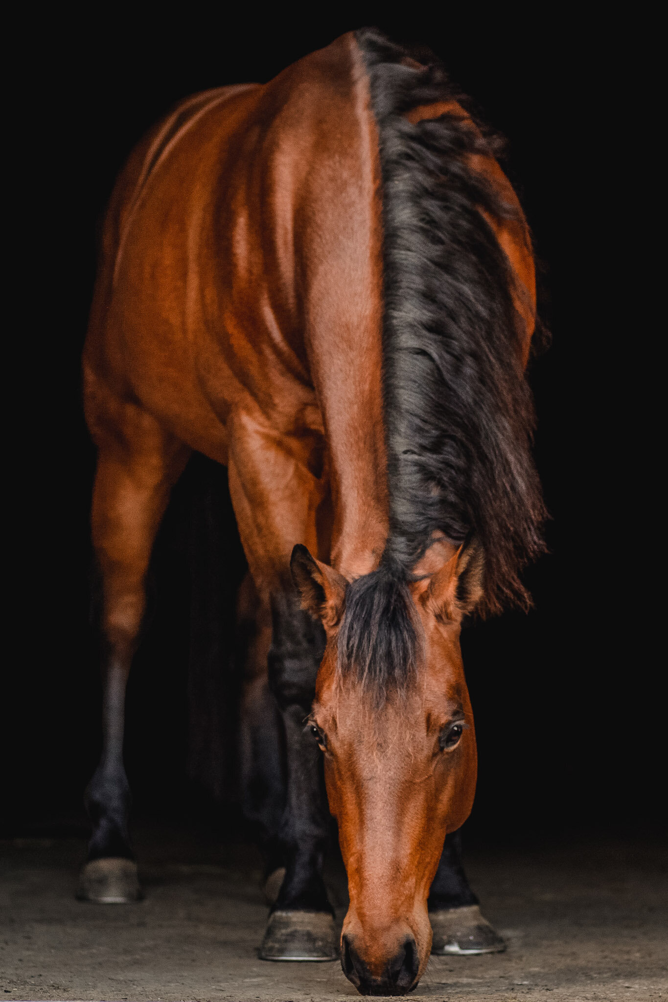 Fine-art-equine-photography