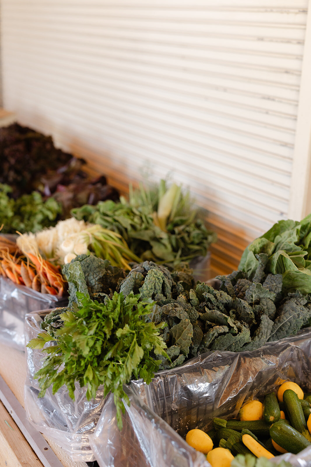 Brookeboroughphotography_californiaorganiccenter-19147