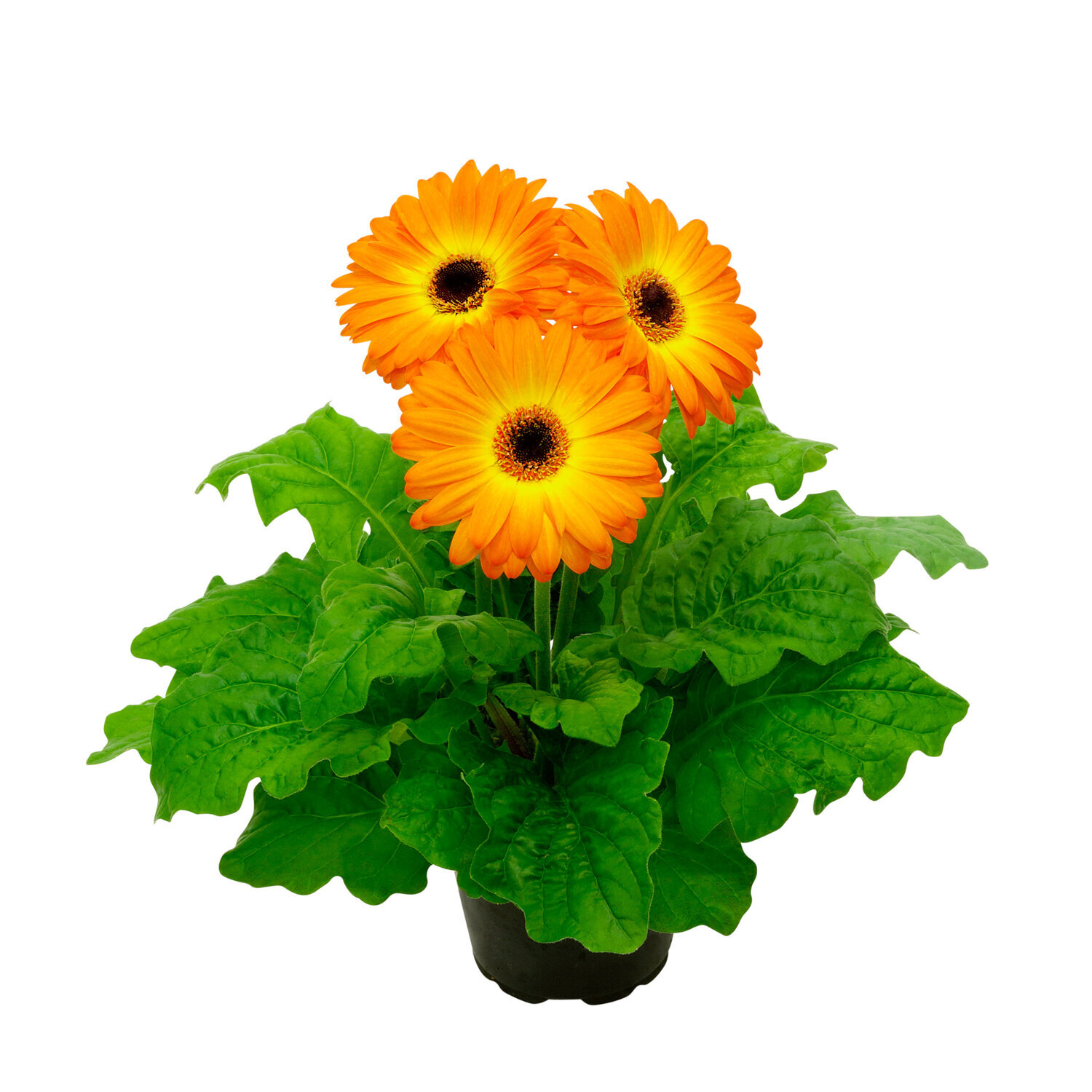 Gerbera-Flori-Line-Maxi-Fireball-Dark-Eye