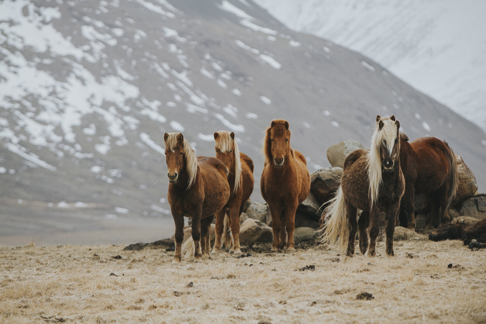 Iceland_Day4_290