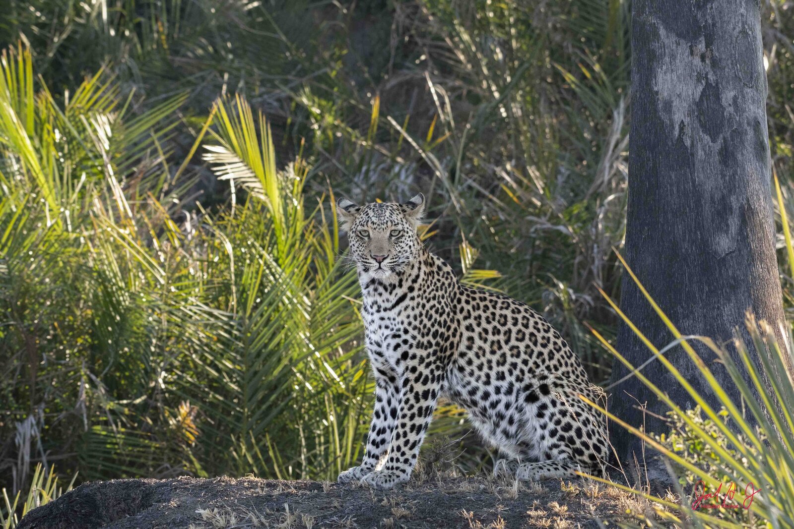 2019 Leopard (6)