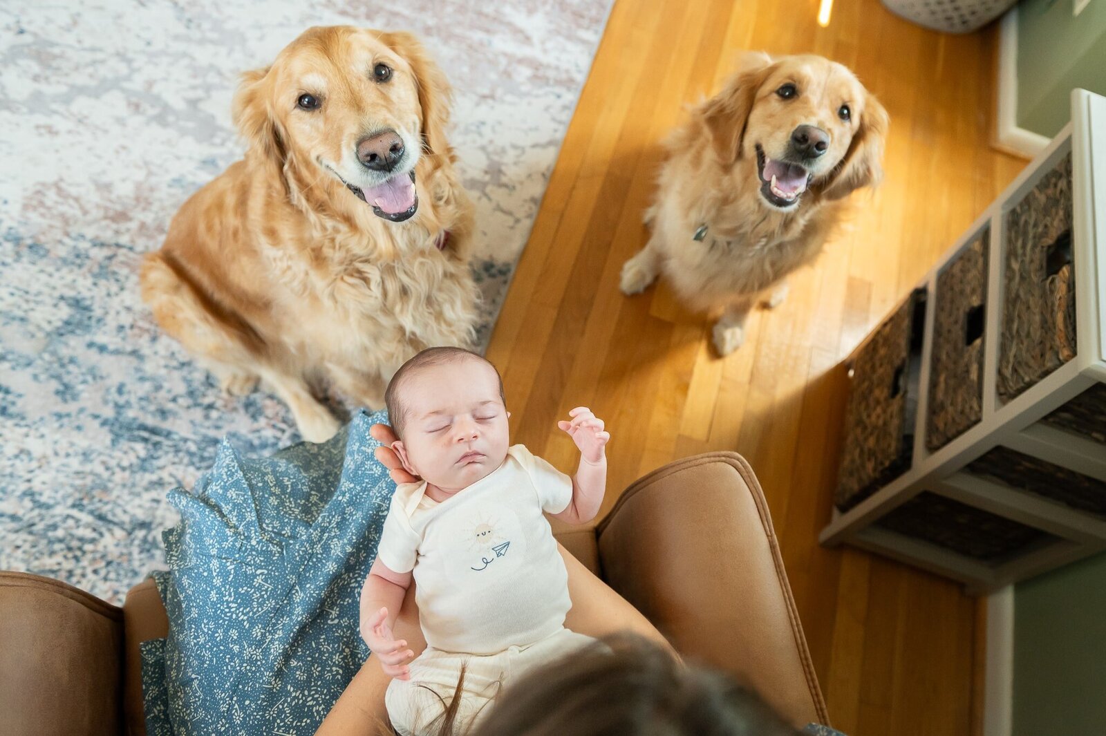 two golden retreivers with a newborn baby 