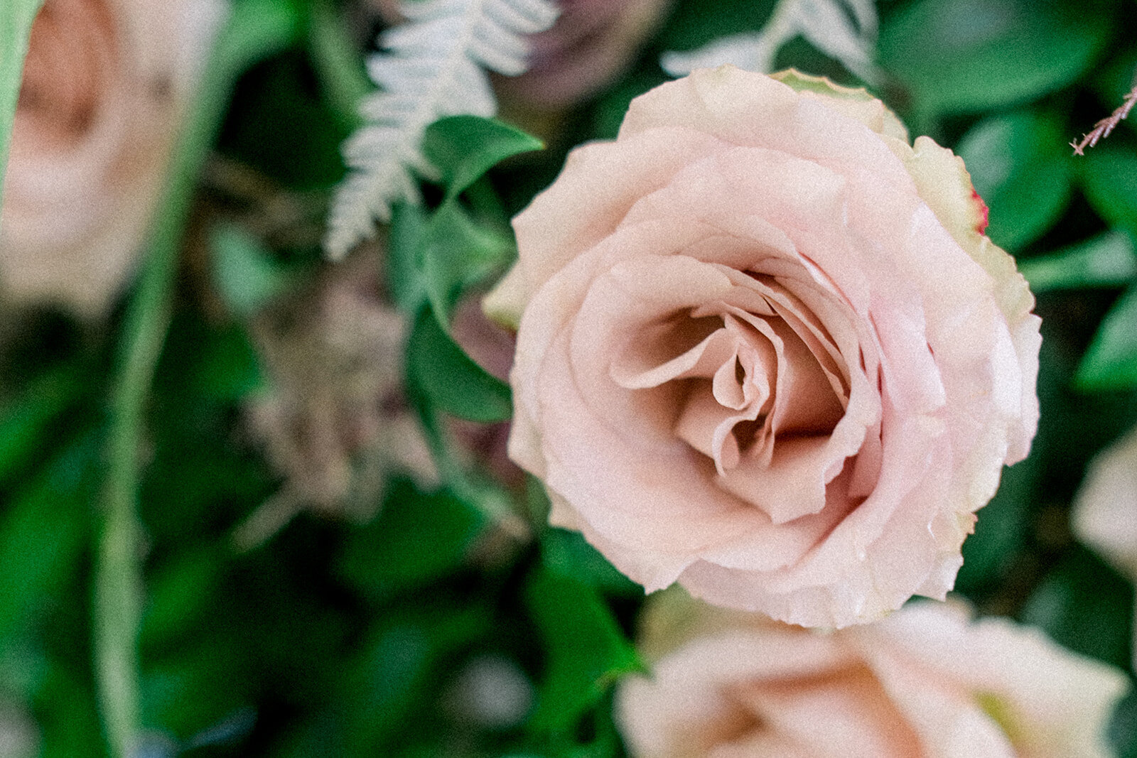 A close-up of a beautiful rose from the bridal bouquet at a luxurious wedding held at Filoli in Woodside, California.