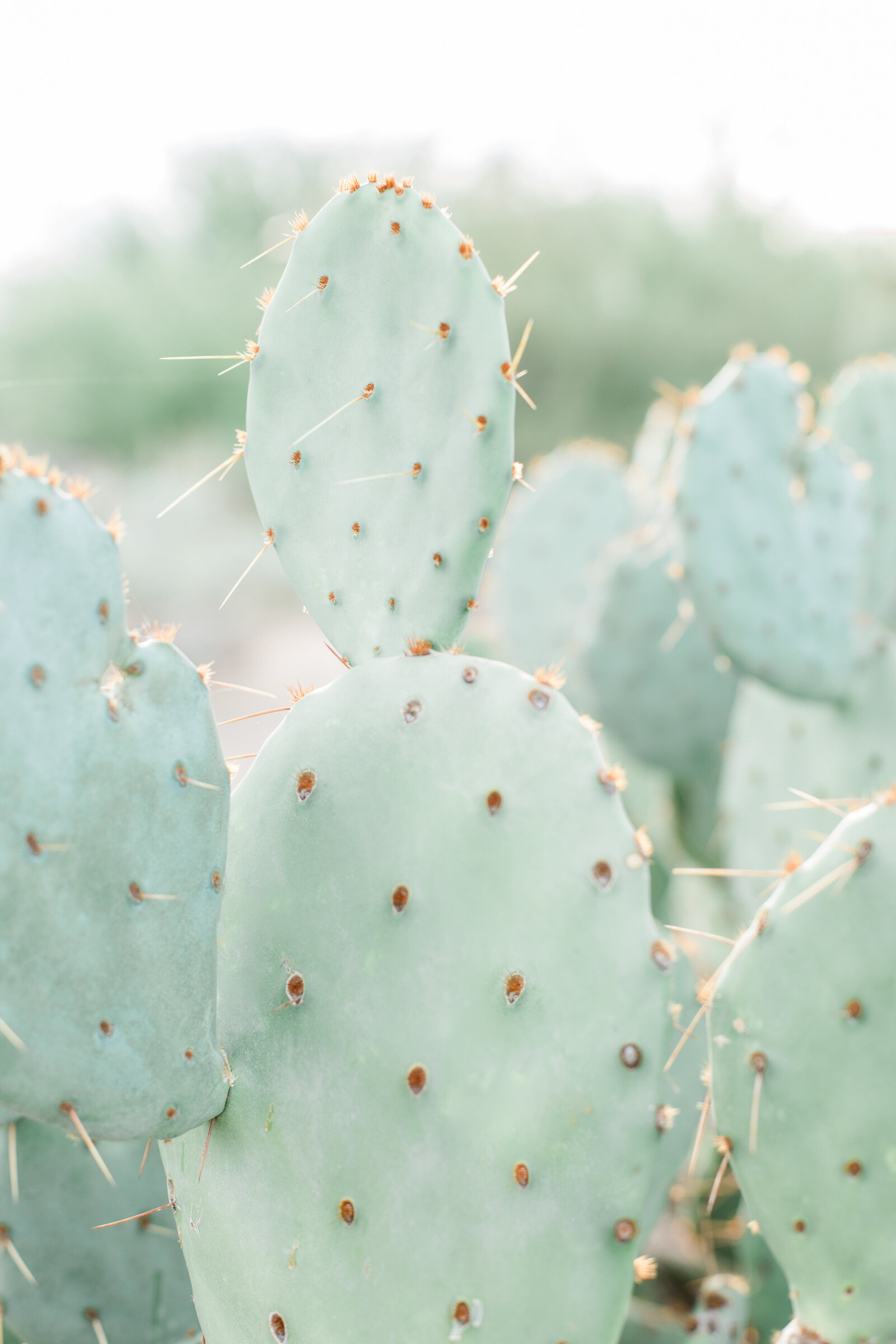 Arizona cactus picture