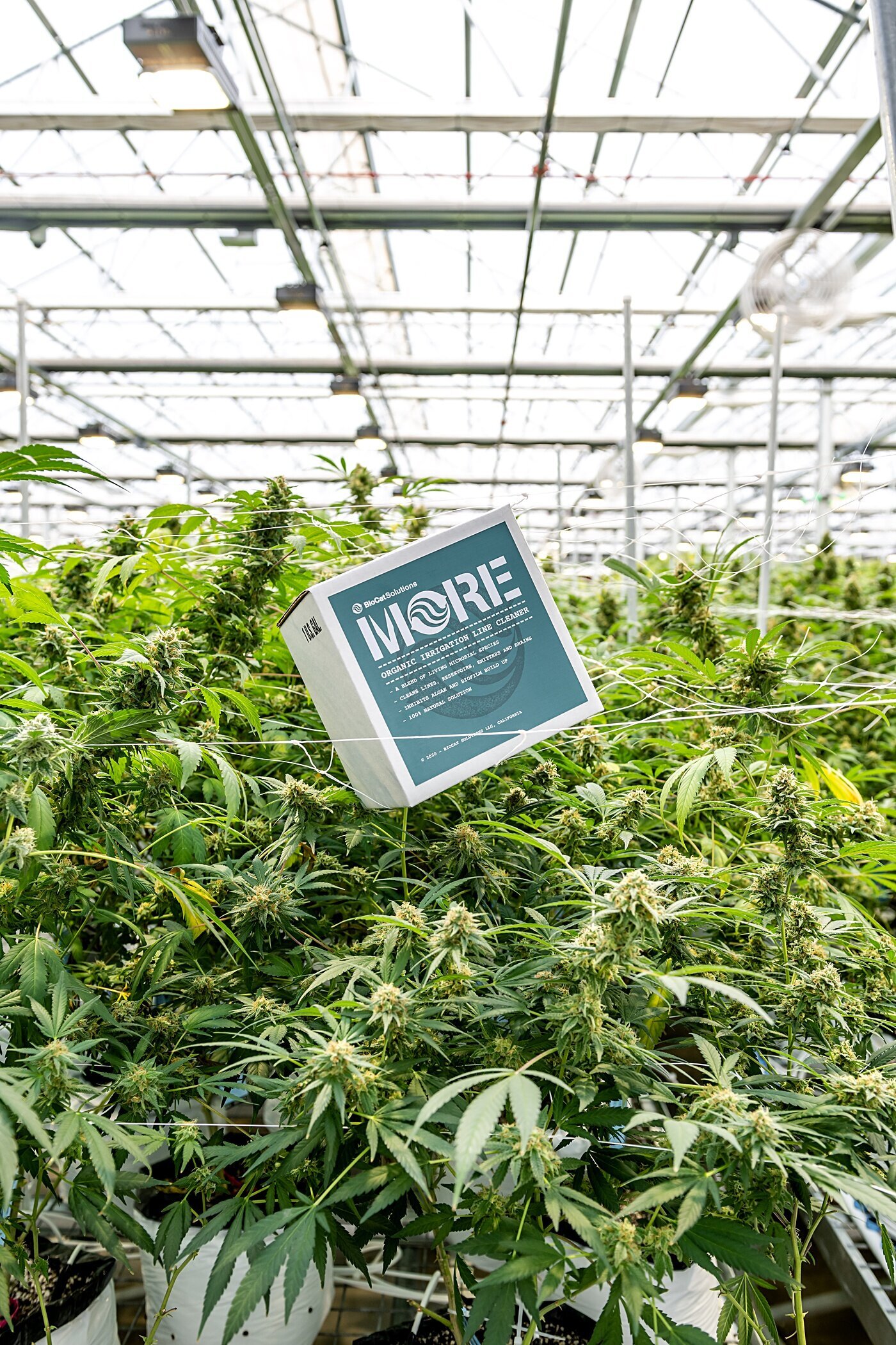 Cort-Mace-Photography-Branding-Grow-With-More-Photography-_0027