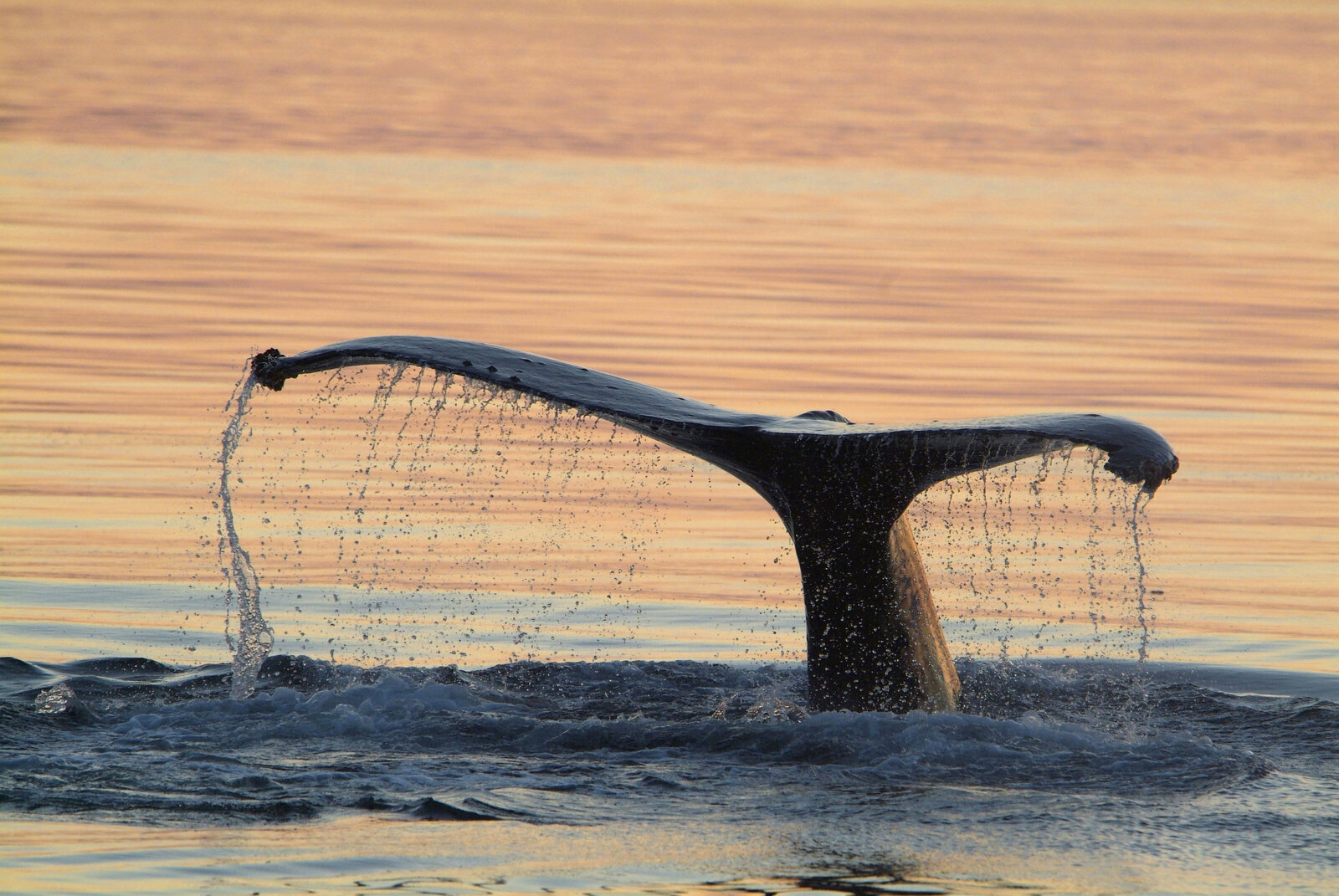 vecteezy_humpback-whale-fluke-in-sunset-alaska_3779039