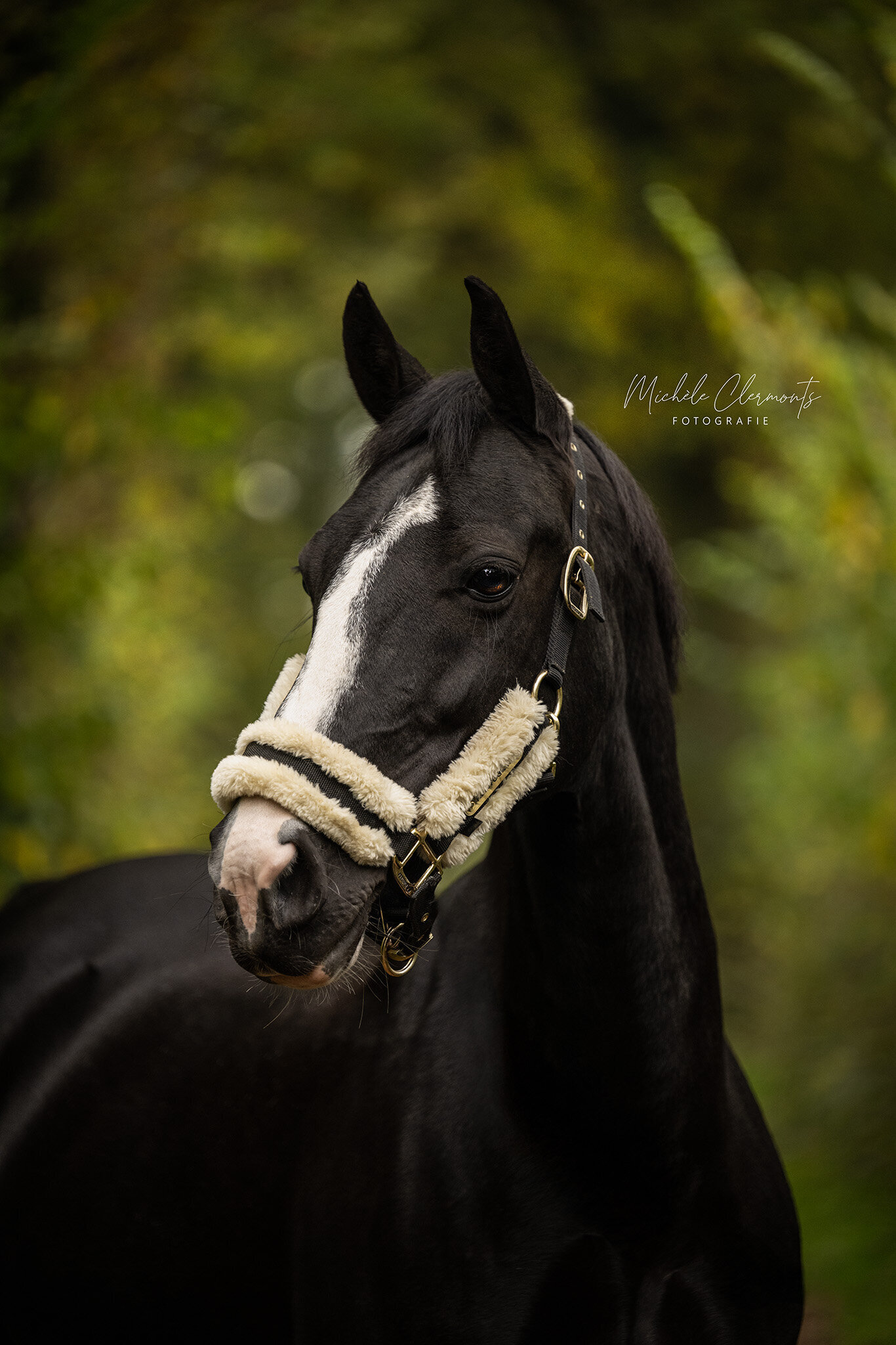 DSC_1529-paardenfotografie-michele-clermonts-fotografie