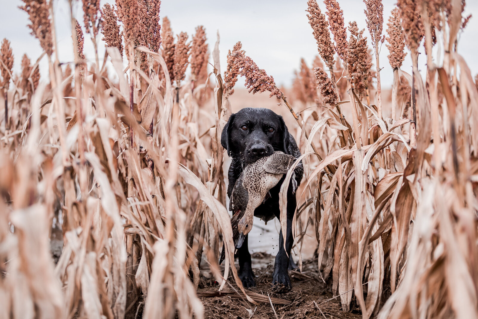 Fowl Plains Central Kansas waterfowl outfitter0019