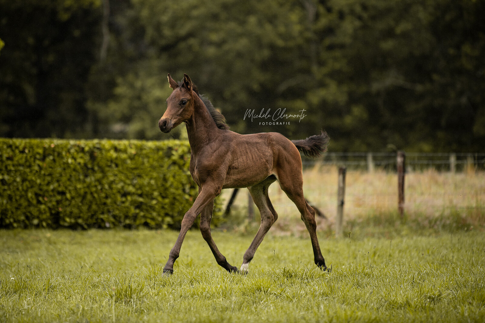 DSC_3074-1-paardenfotografie-michele-clermonts-fotografie