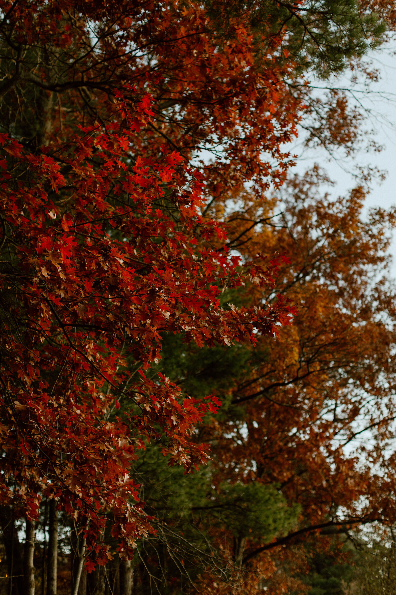 Intimate wedding Rib Mountain State Park Rothschild Pavilion Wausau WI Kris + Luke-132