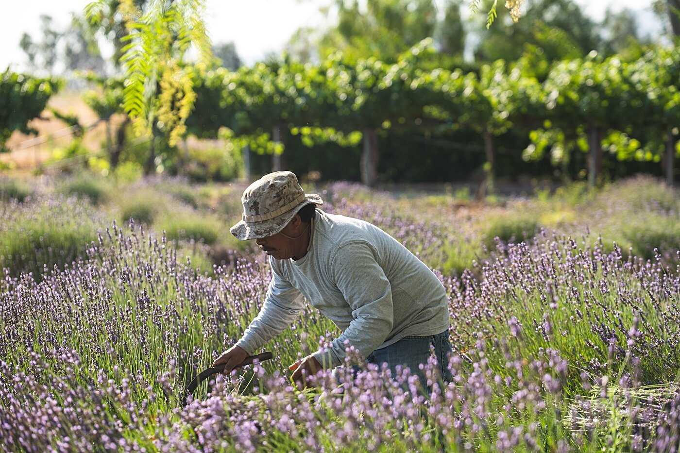 Cort-Mace-Photography-San-Diego-Business-Branding-Temecula-Lavendar-Company-_0014