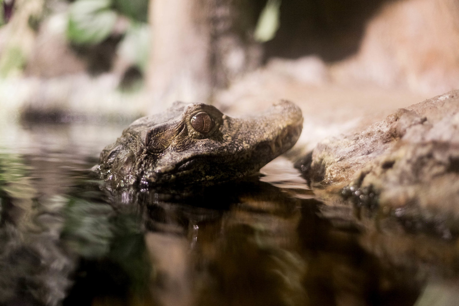 crocodile-aquatic-life-nature-kate-timbers-photography-1553