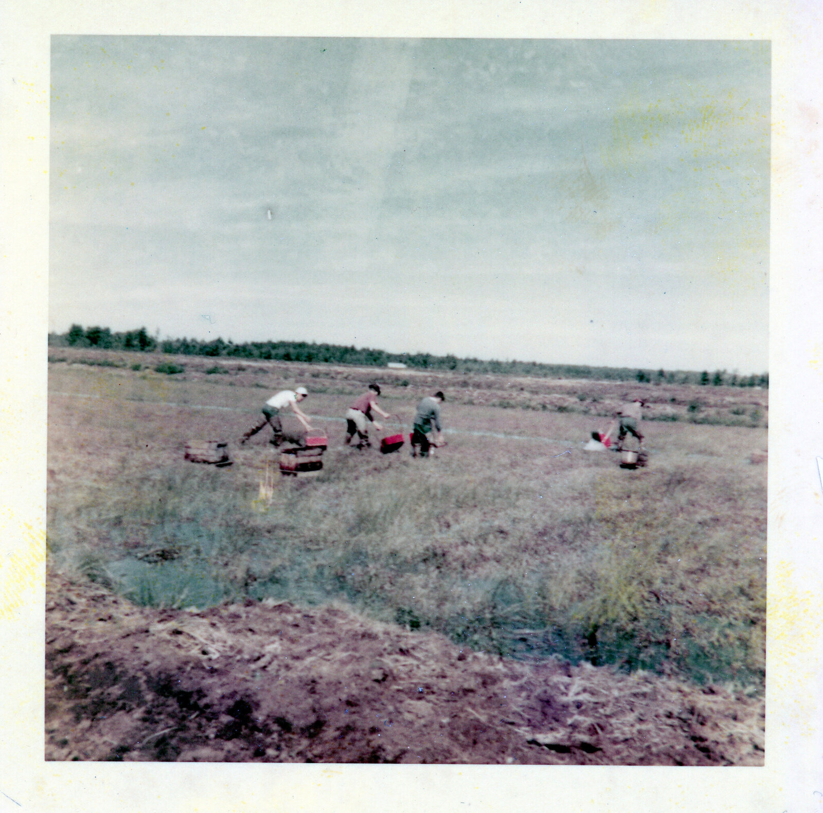 Gen 1 - 1952 Cran Harvest Koller (2)