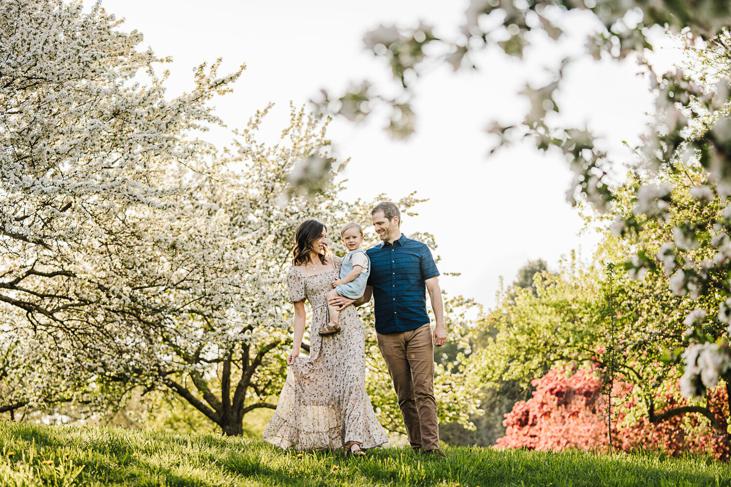 family with toddler boy walks through apple trees in blossom