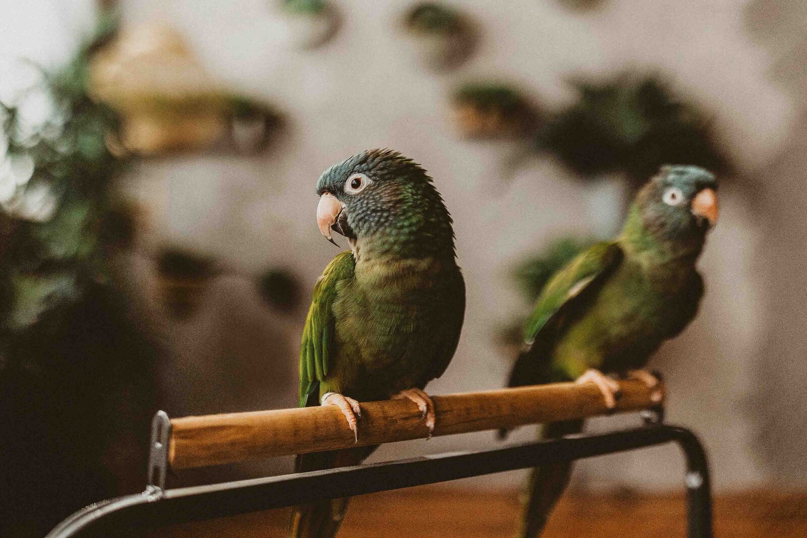 two green birds 