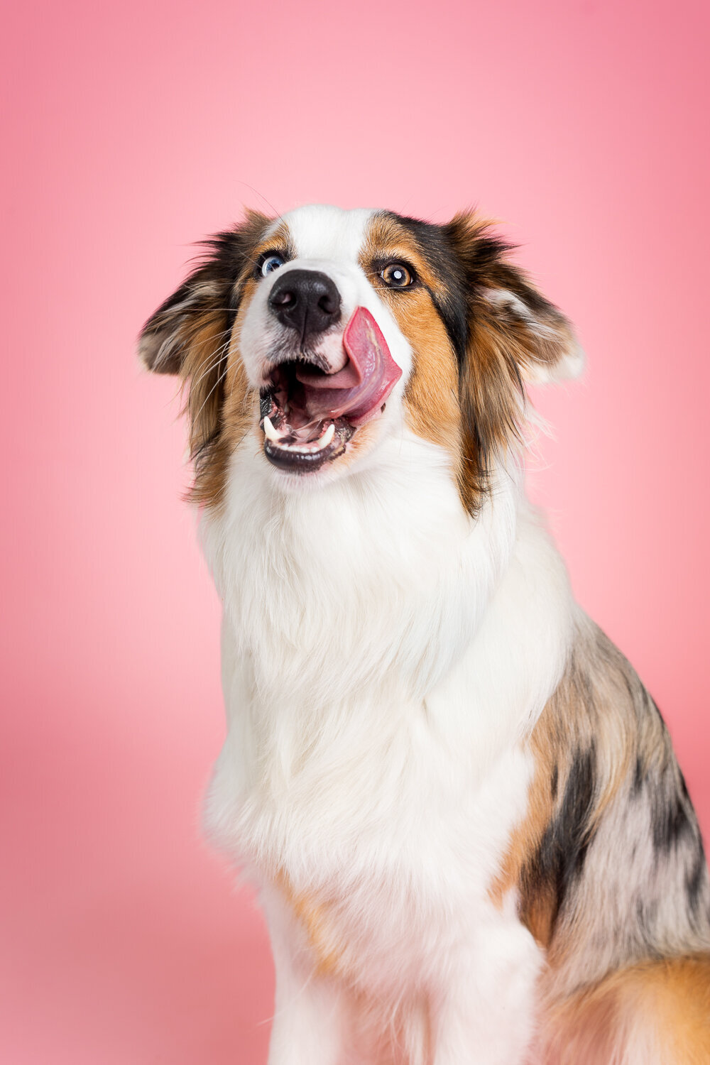 002_20250217_PrettyPaws_Border_Shepperd_Laika