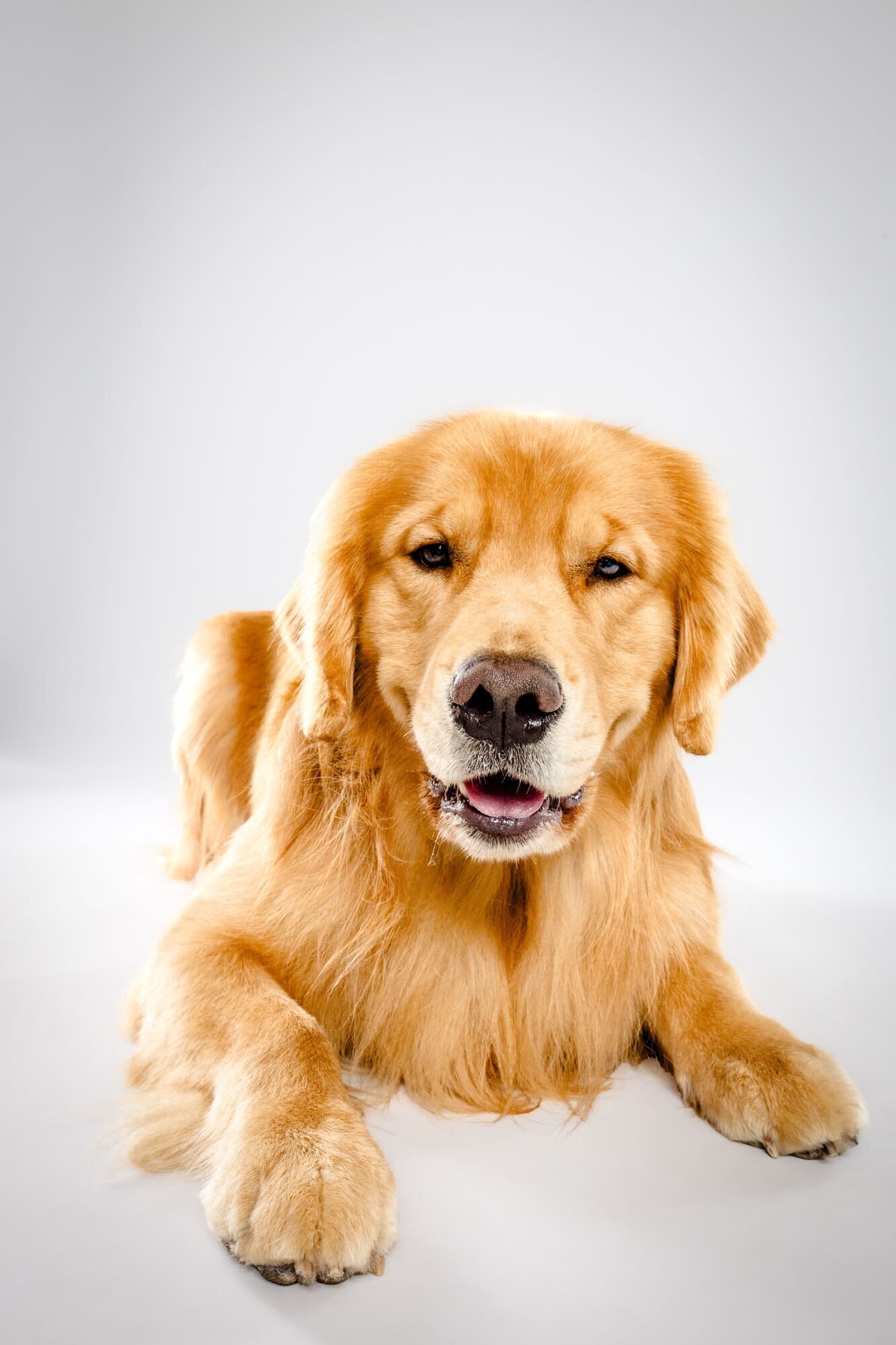 The Beloved Pup Photo Studios - Alabama Dog + Pet Photographer - Commercial Dog Photography 6