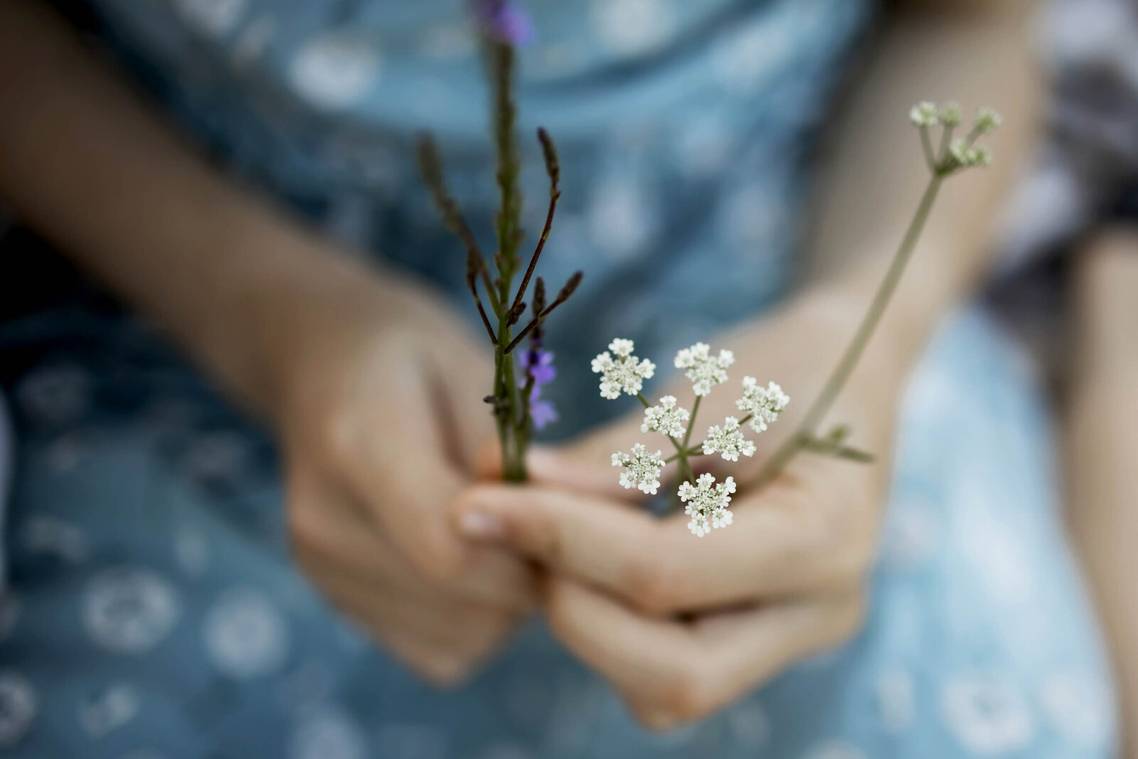 a child's hands holding wild flowers in Flower mound Texas