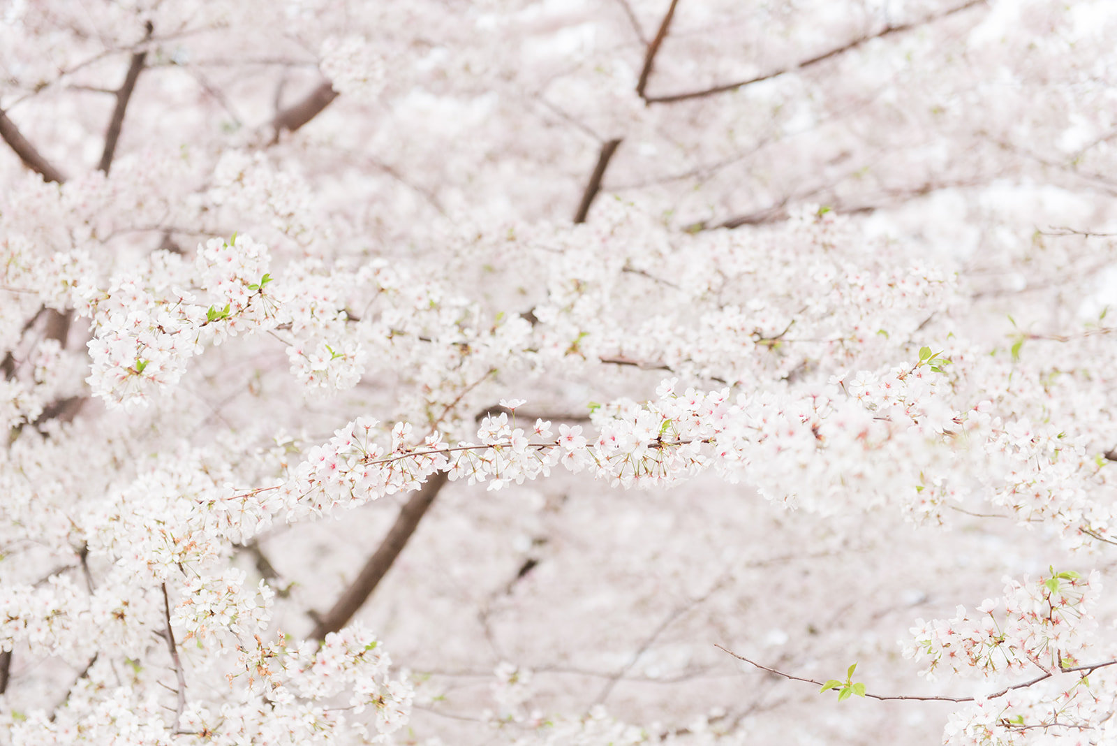 WASHINGTON_DC_CHERRY_BLOSSOMS_L+EJOFFOTO_-180