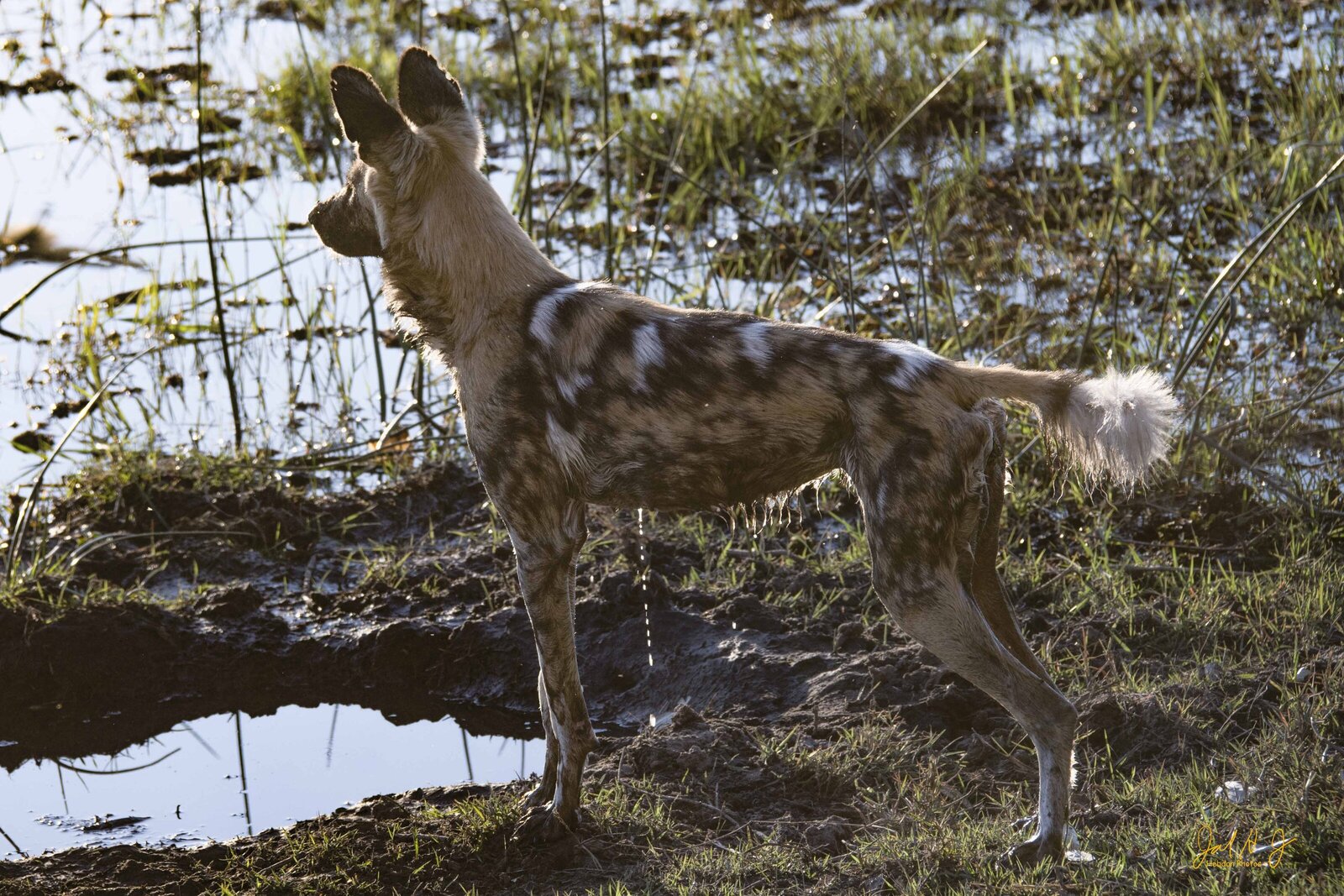 2017 Wild Dog (4)