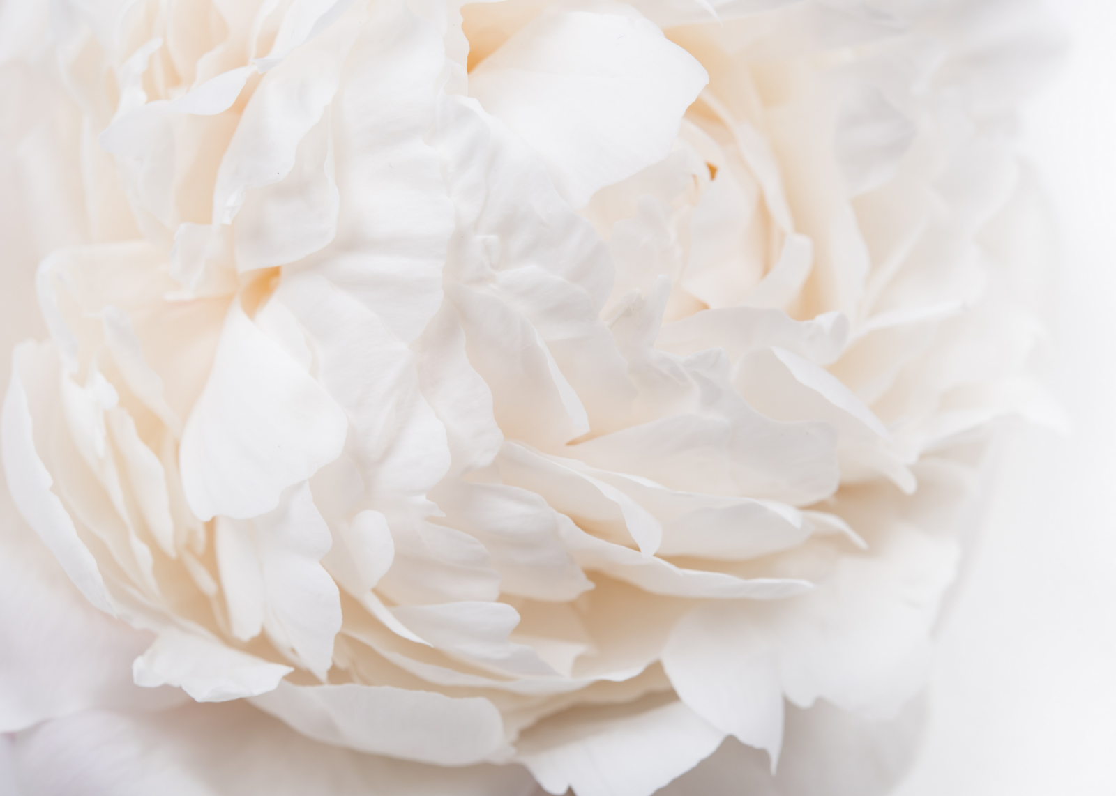 whitepeony