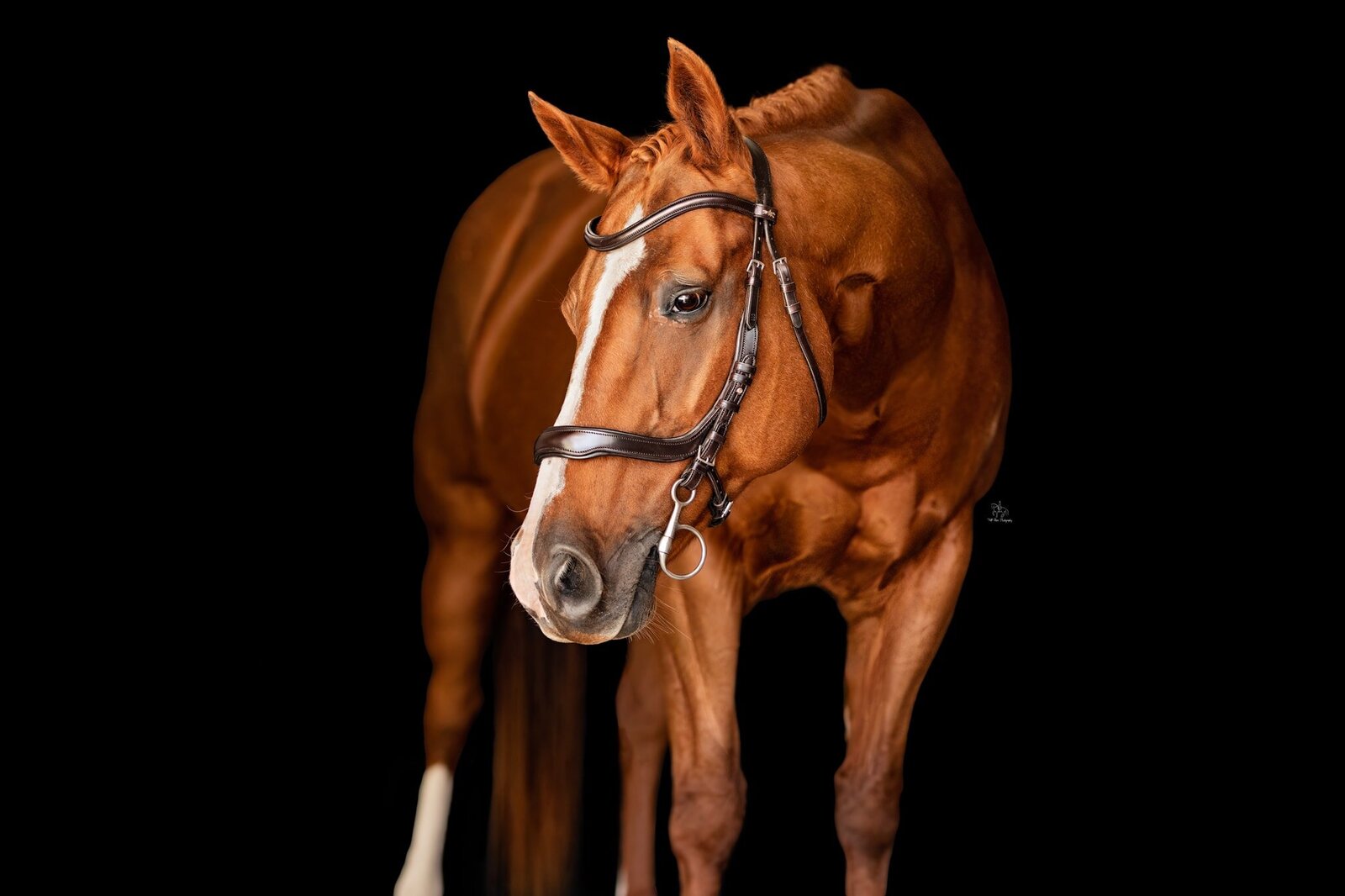 (54) Paint horse doing dressage in Australia