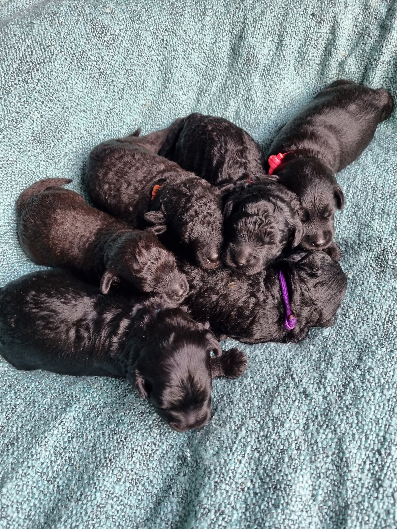 farmstay-dogs-schnoodle-breeders-schnoodle-puppies-nsw30