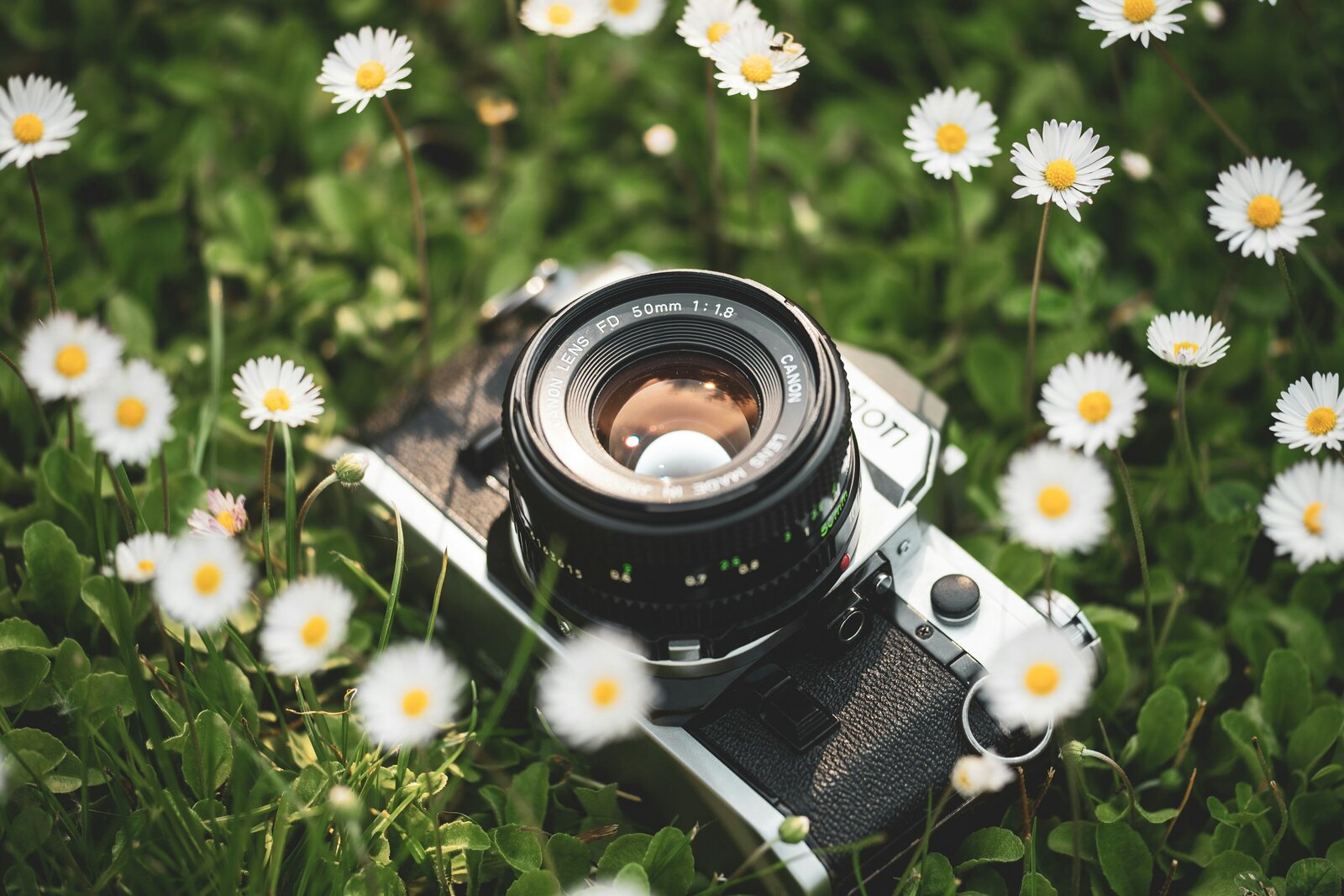 Old style Canon camera in the grass among daises