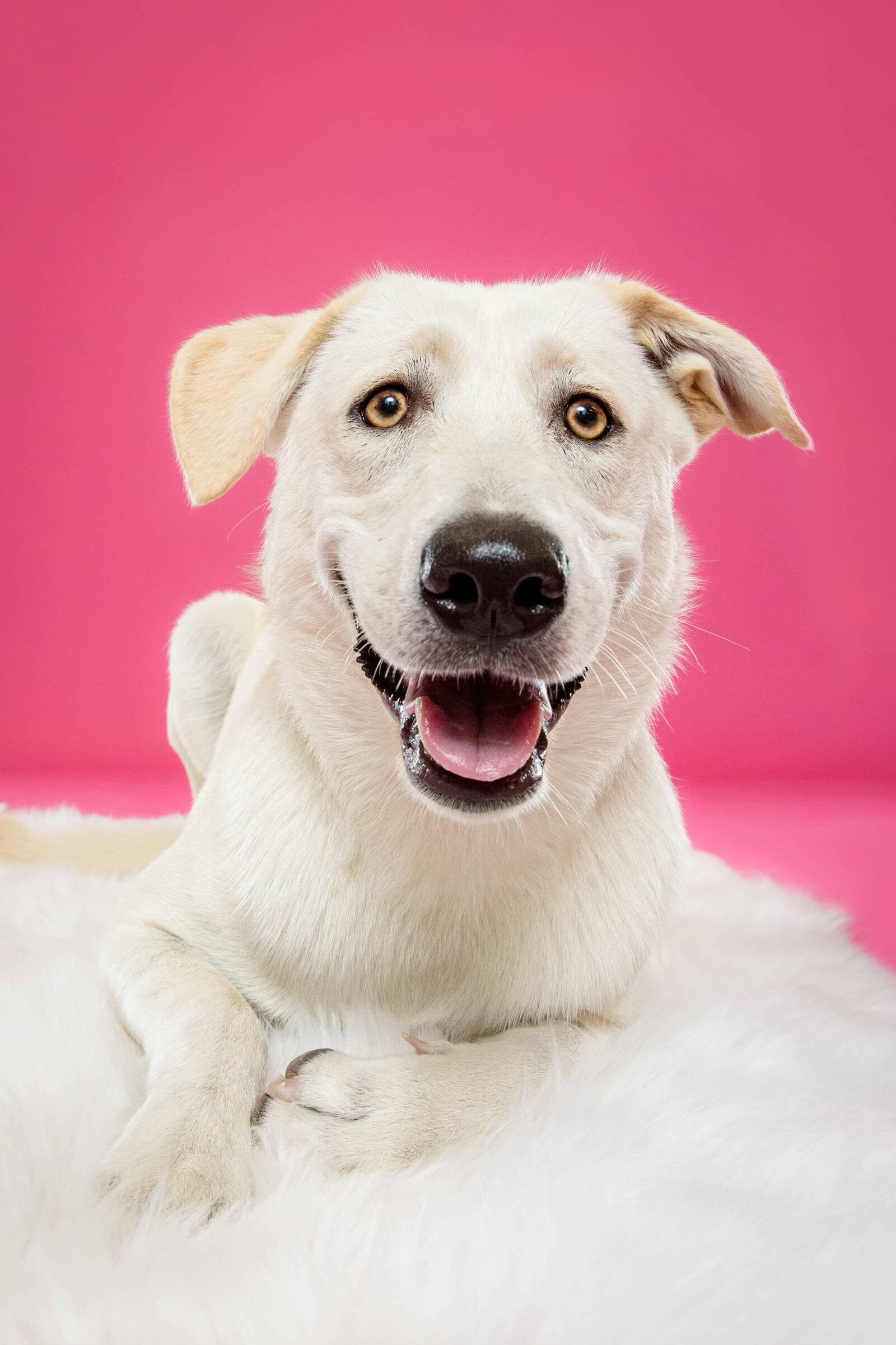 Birmingham, Alabam Dog Photographer - The Beloved Pup Phot Studio Gallery 11
