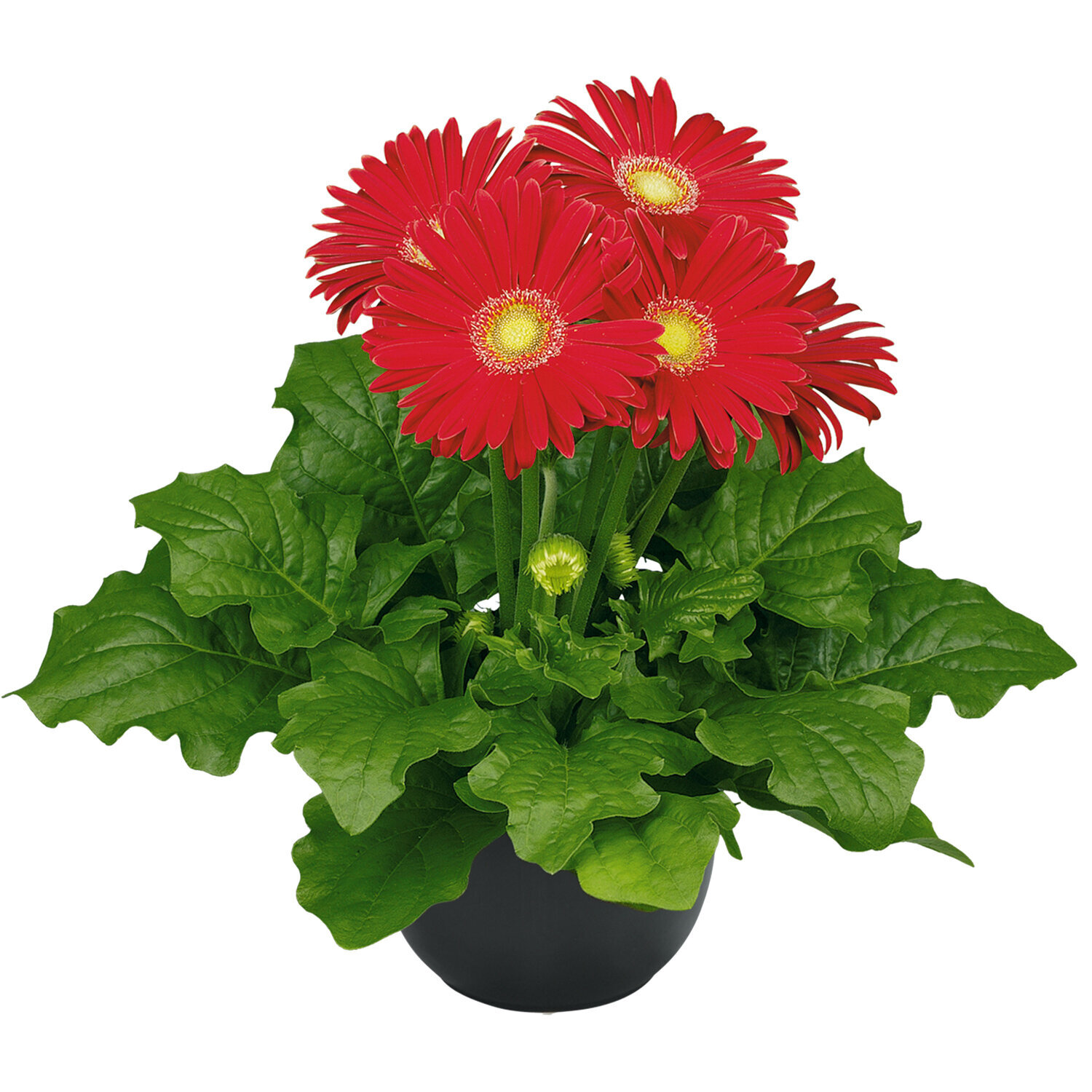 Gerbera-FloriLine-Maxi-Red-2