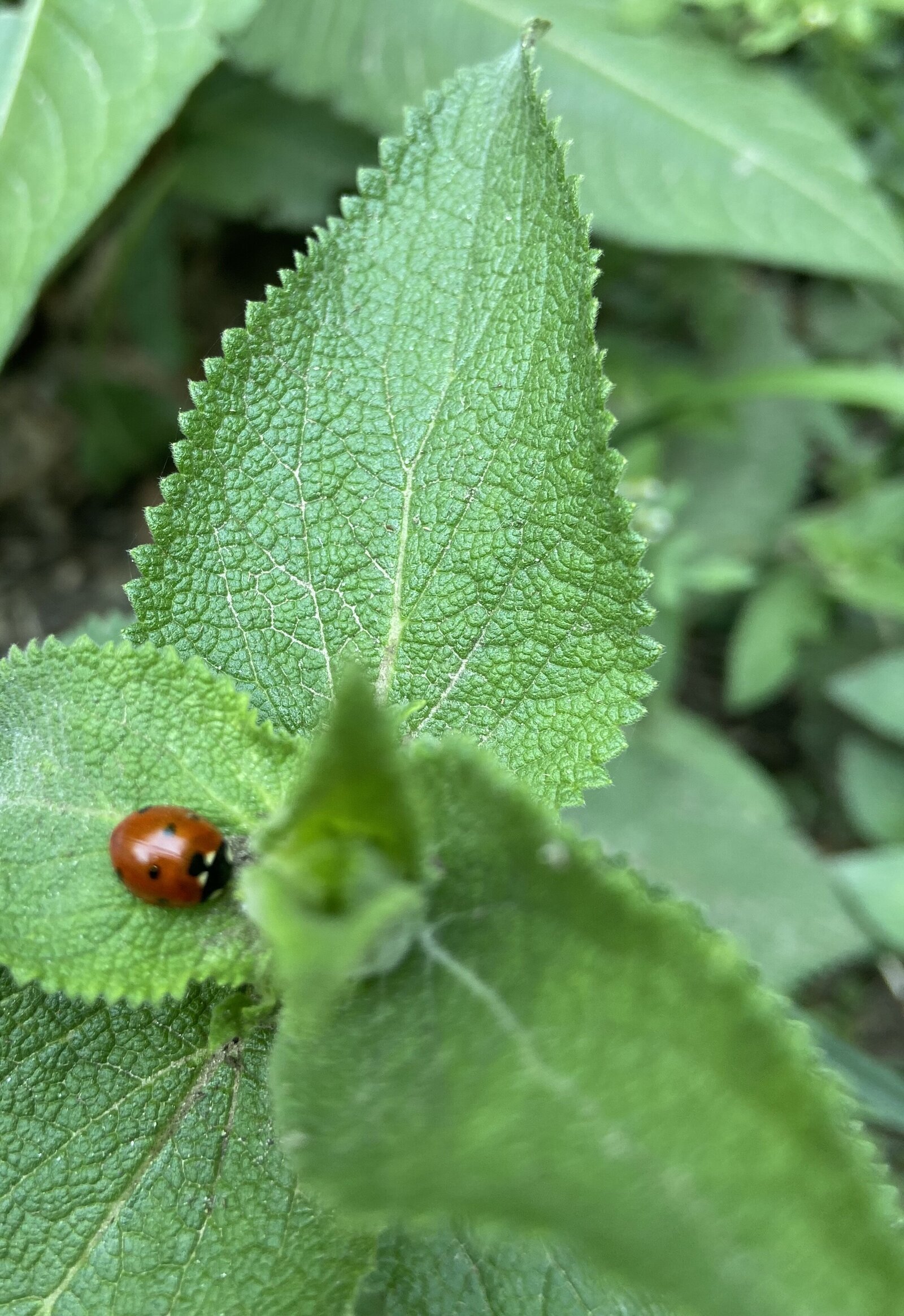 Ladybug - Himalayas