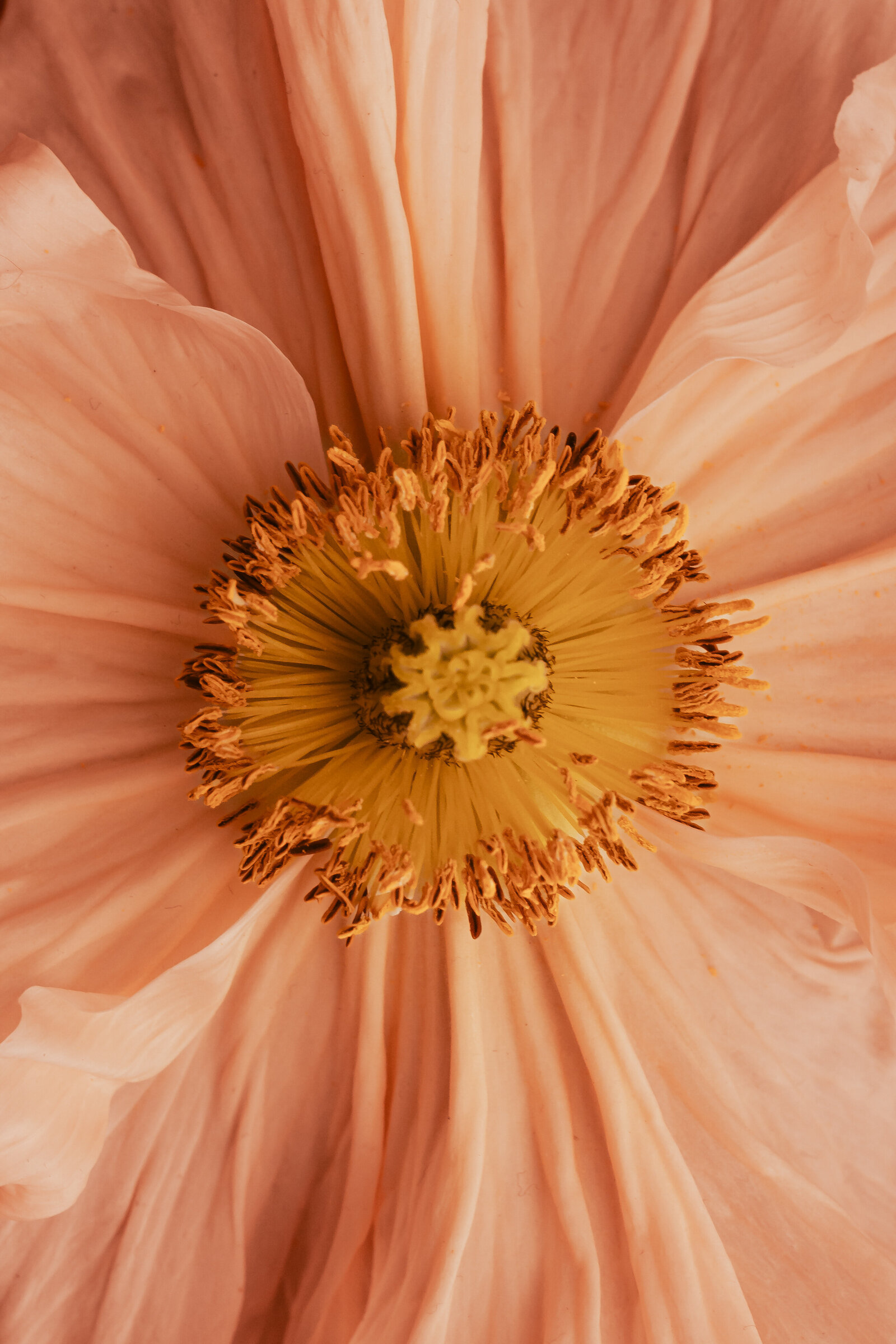 kaboompics_pantone-13-1023-peach-fuzz-color-of-the-year-2024-wallpapers-and-backgrounds-for-free-download-34417