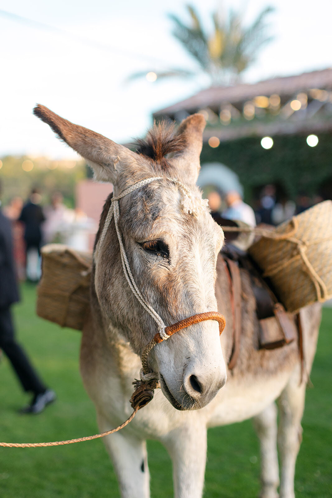 Taryn Baxter Photographer_Sydney+Whit_Wedding-1013