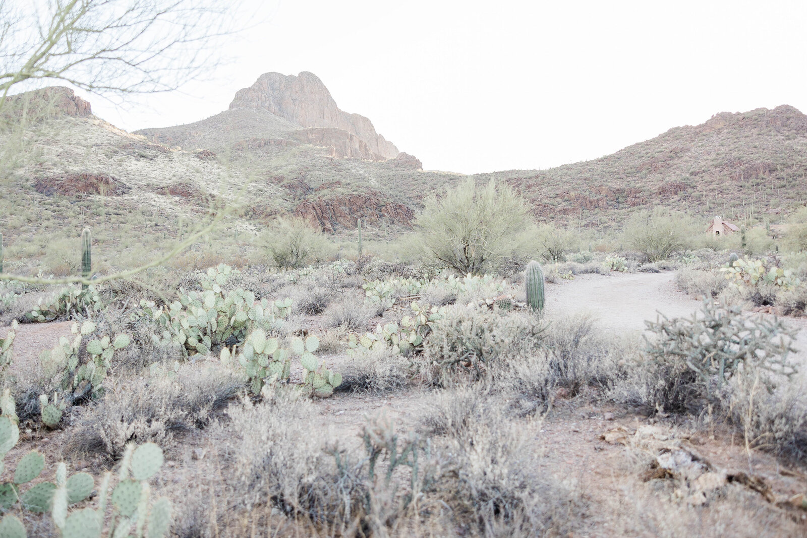 West Texas landscape photo with Cactus representing West Texas  Real Estate.