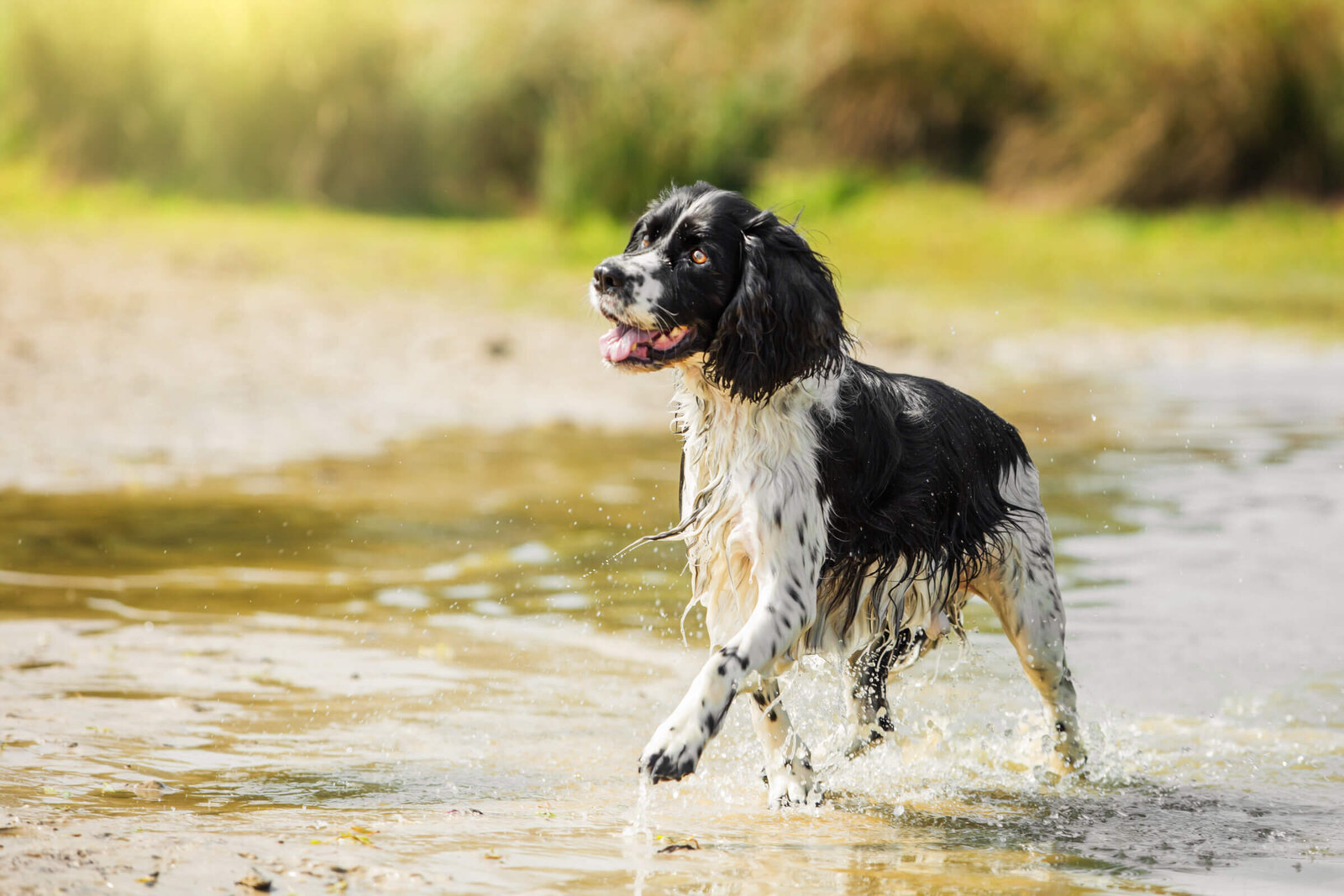 035-20160129-Pretty-Paws-honden-fotografie-loonse-en-drunense-duinen-HR