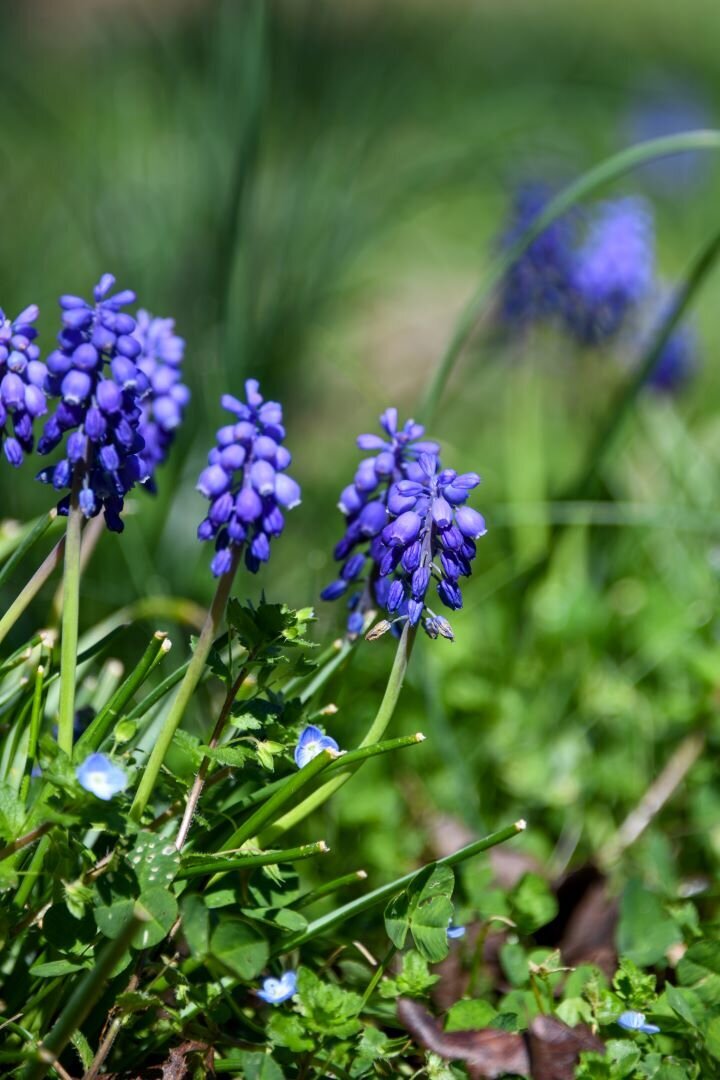 Spring Blooms Knoxville TN
