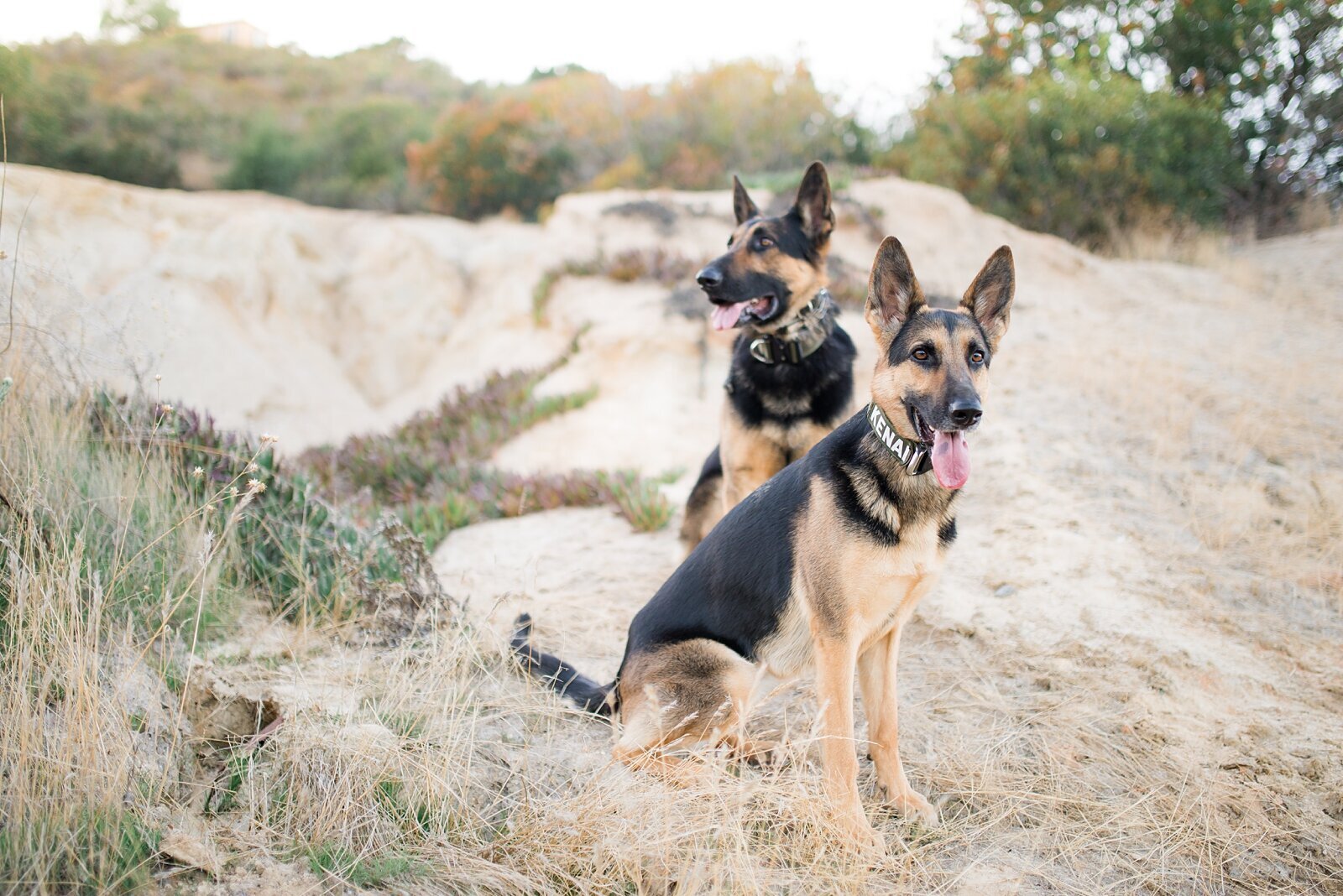 K&O Dog Training in Corona CA_0057