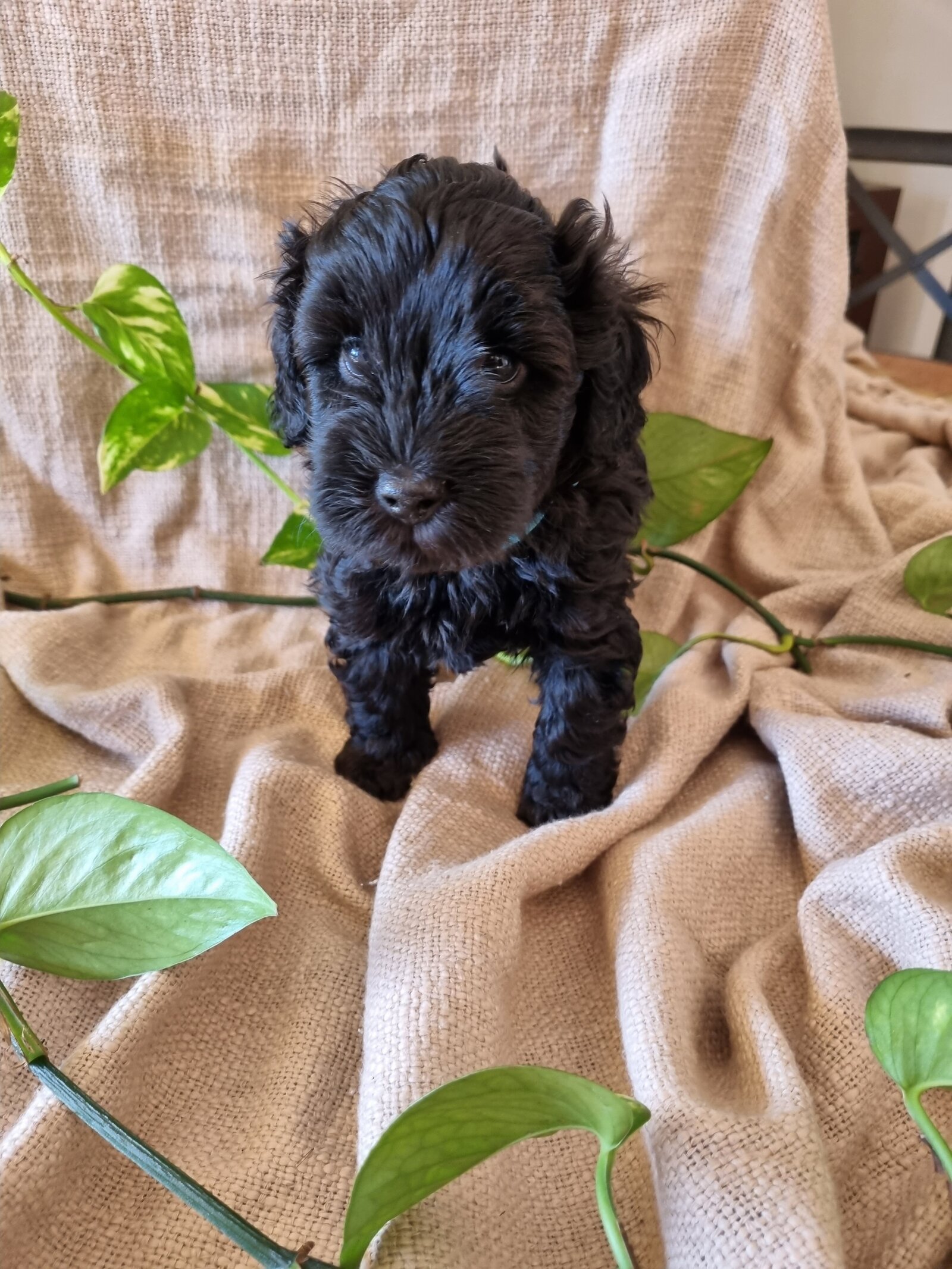 farmstay-dogs-schnoodle-breeders-schnoodle-puppies-nsw22